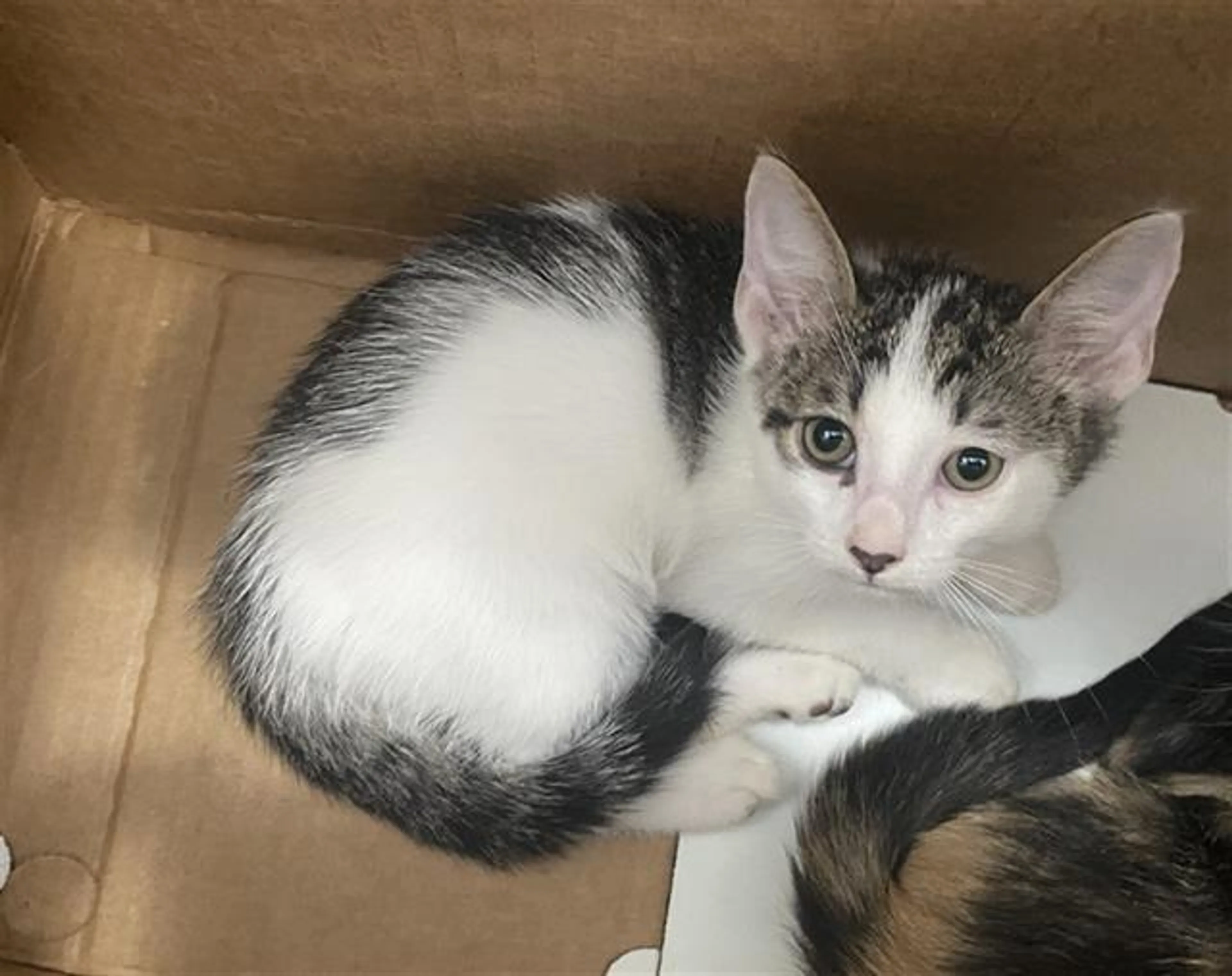 Found pet