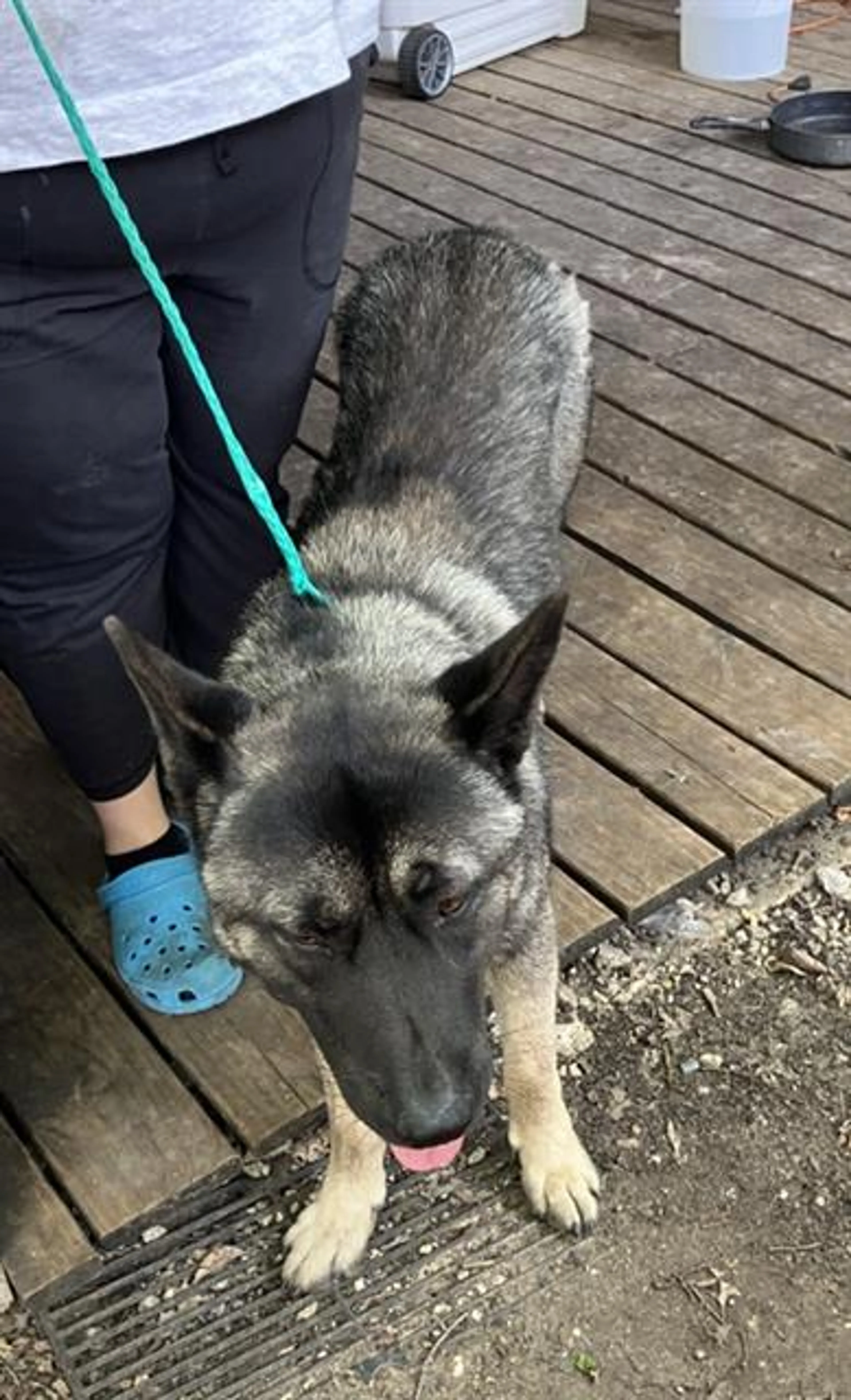 Found pet
