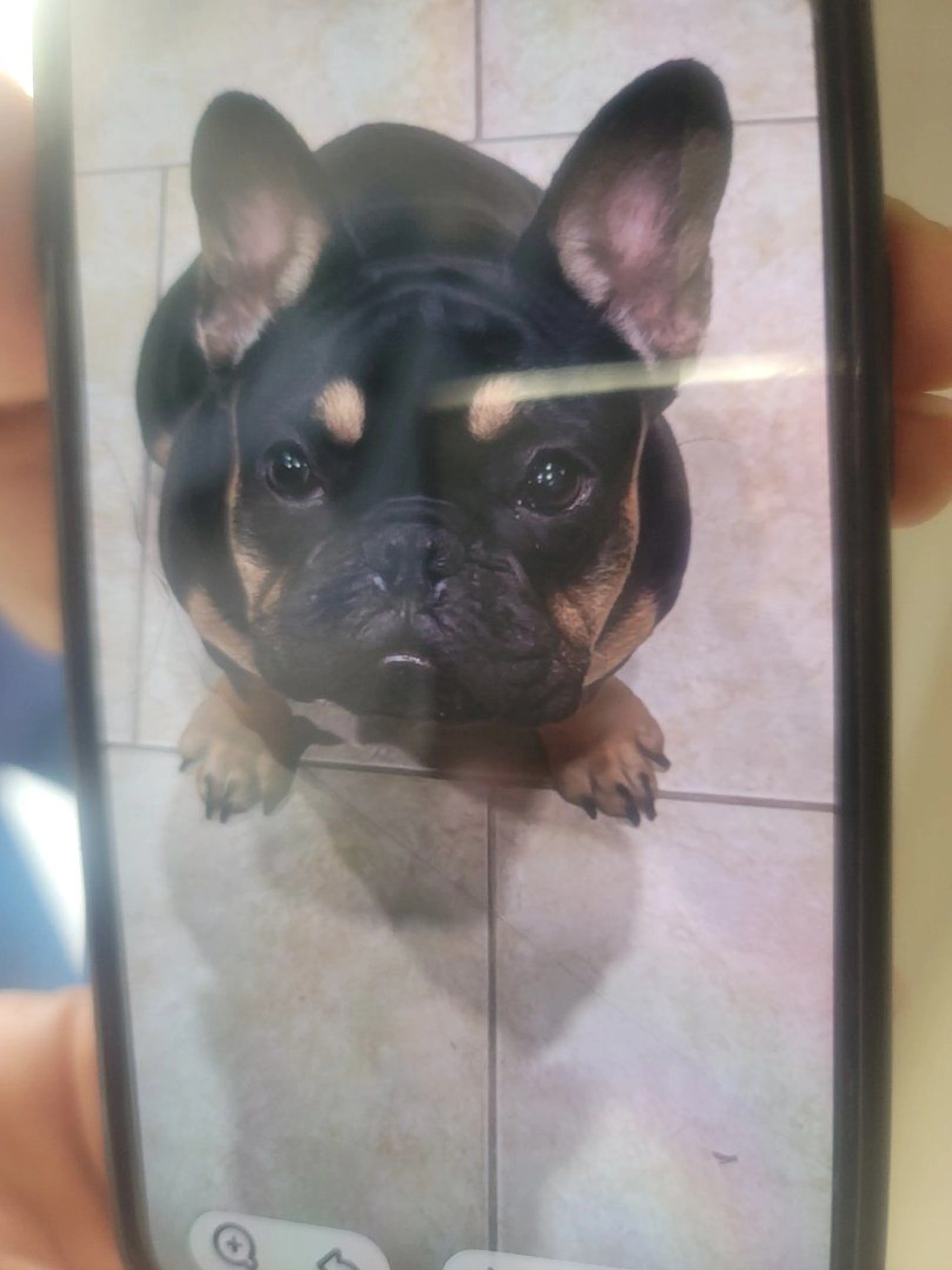 Lost pet