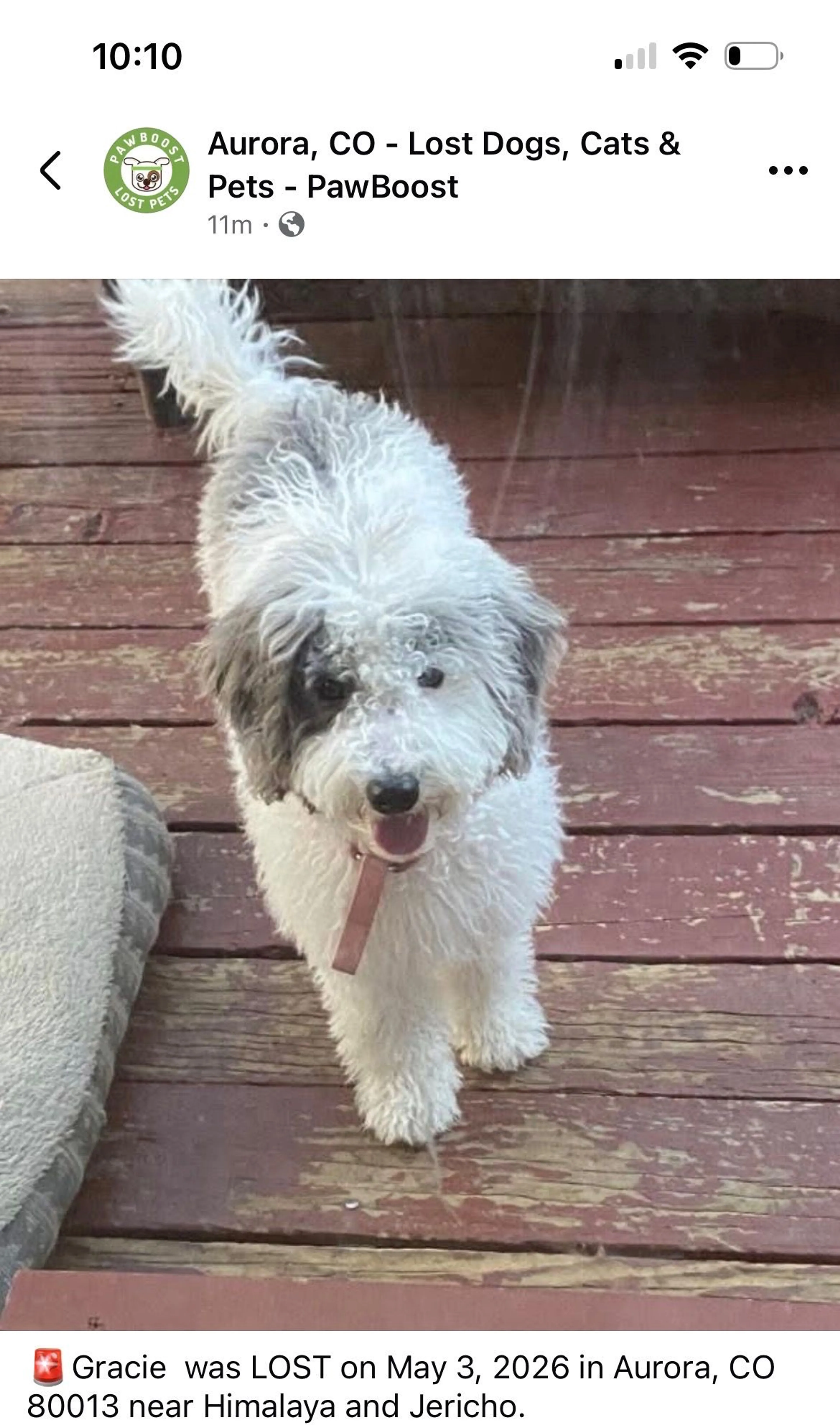 Lost pet