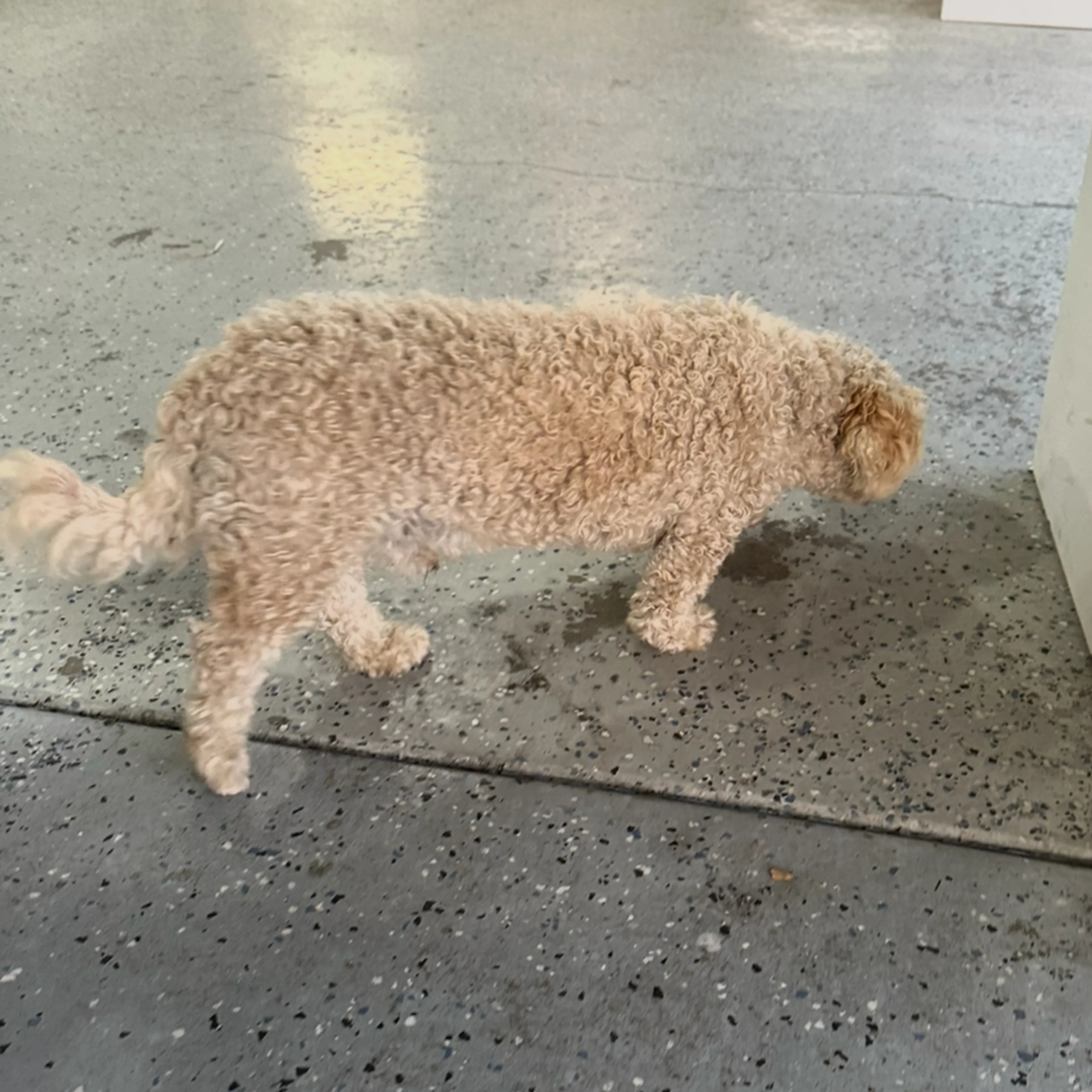 Found pet-1