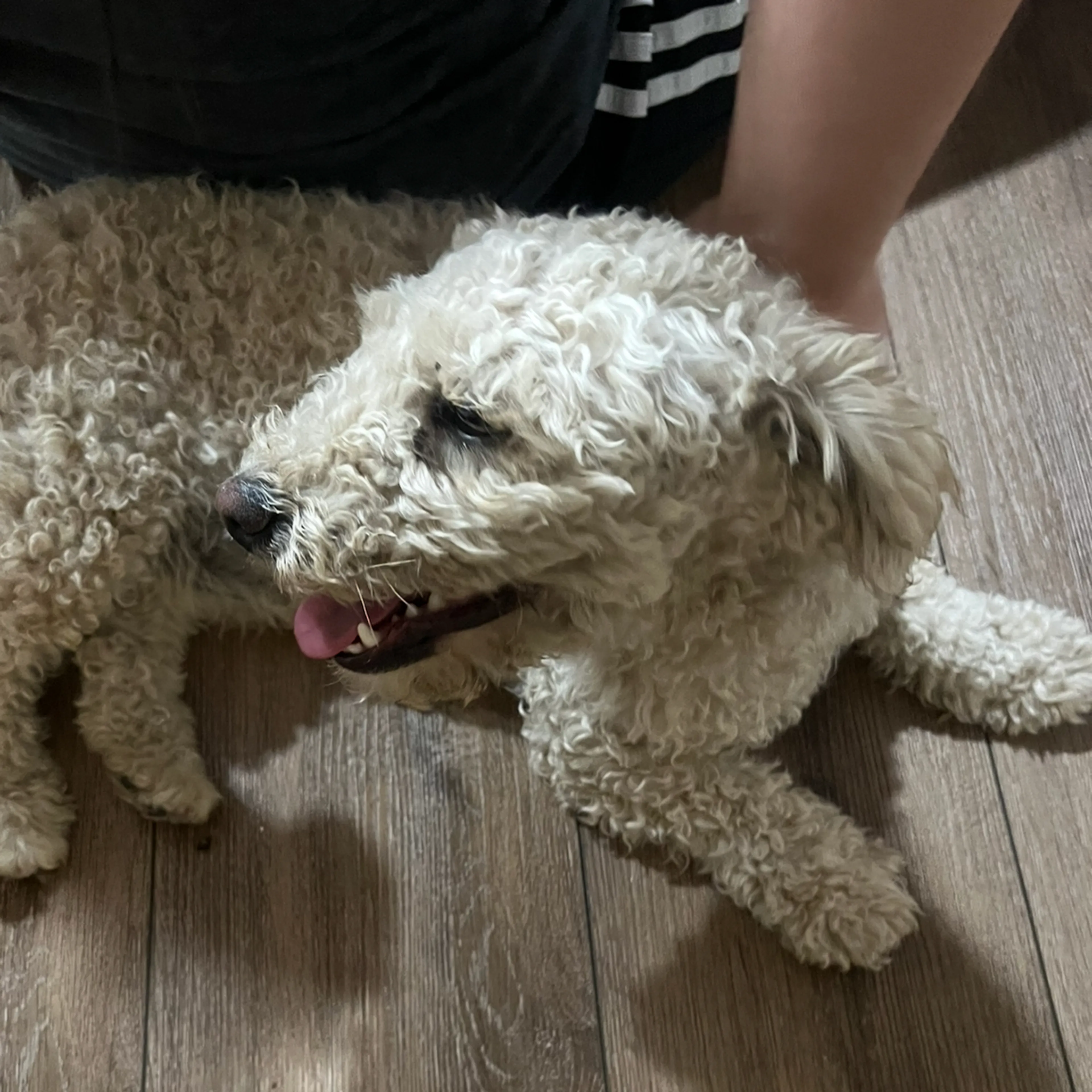 Found pet-2