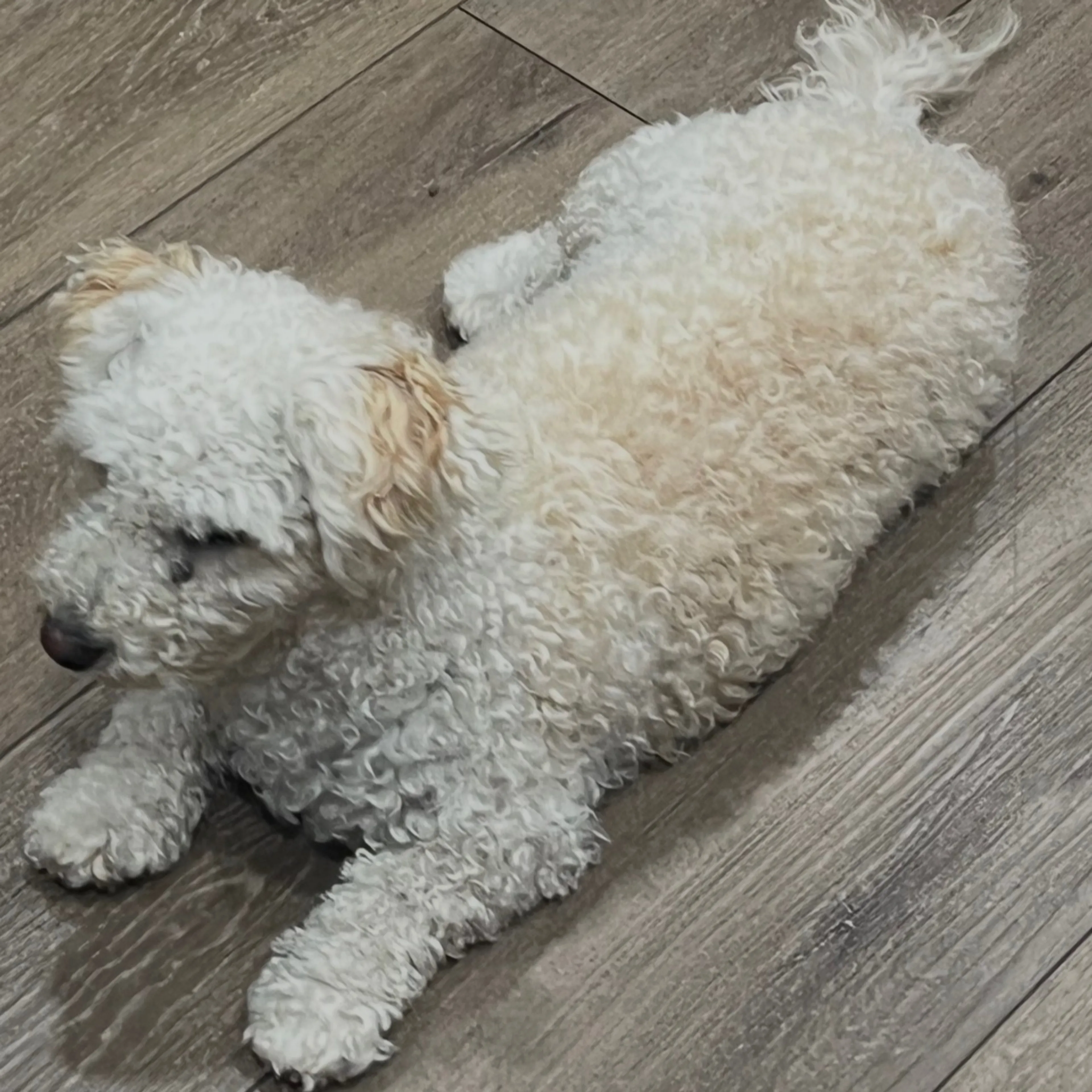 Found pet-3