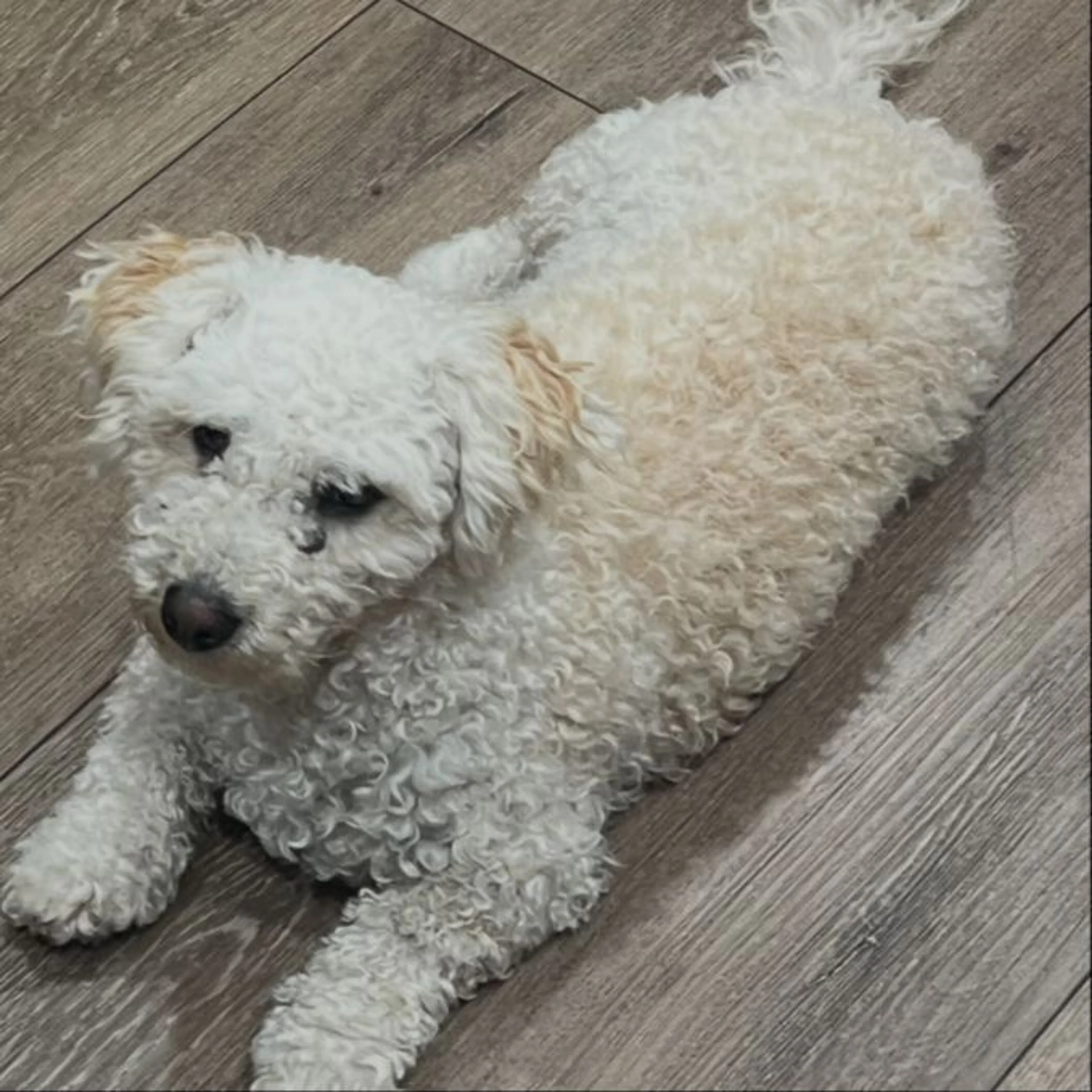 Found pet-0