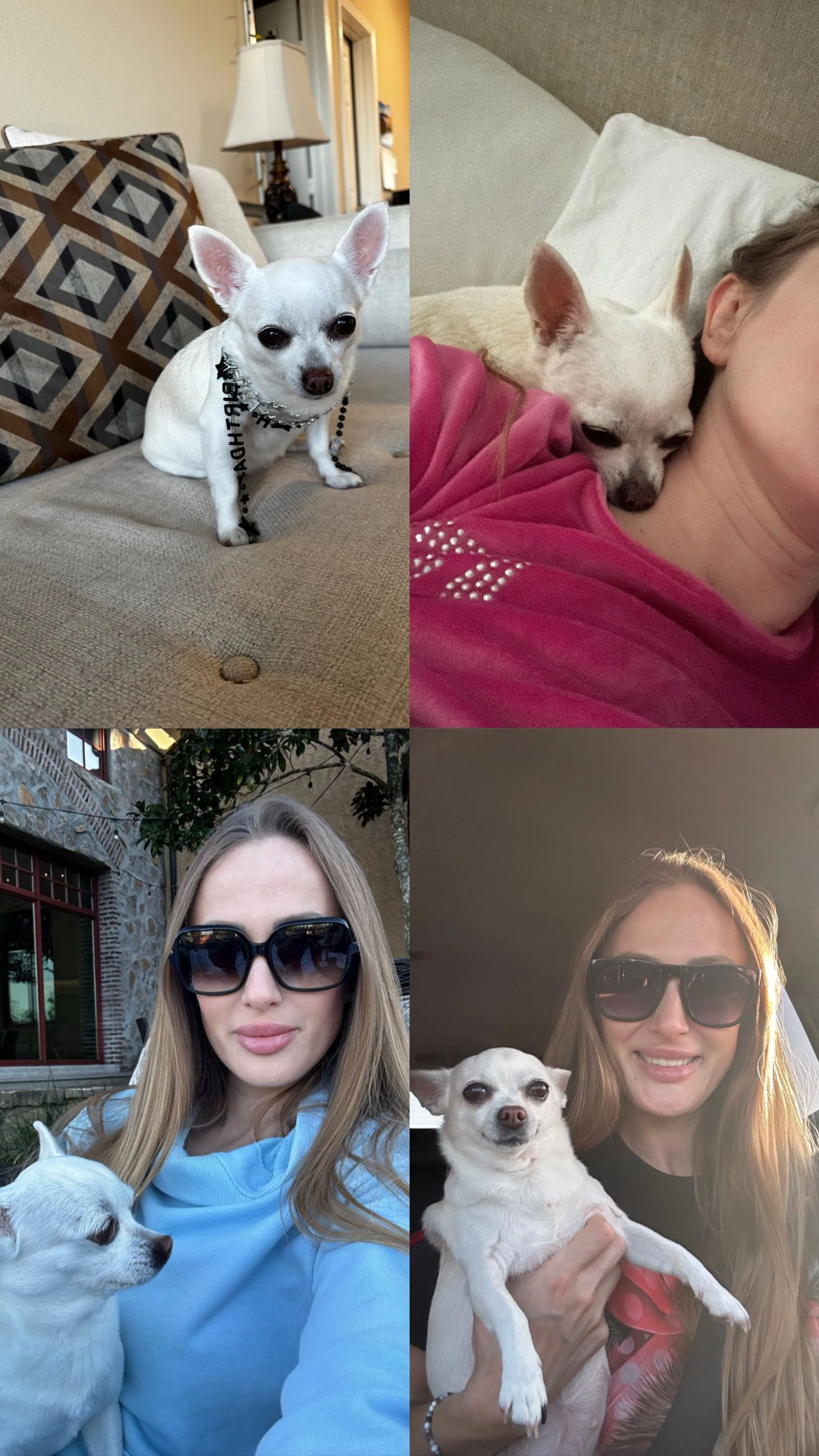 Lost pet-2