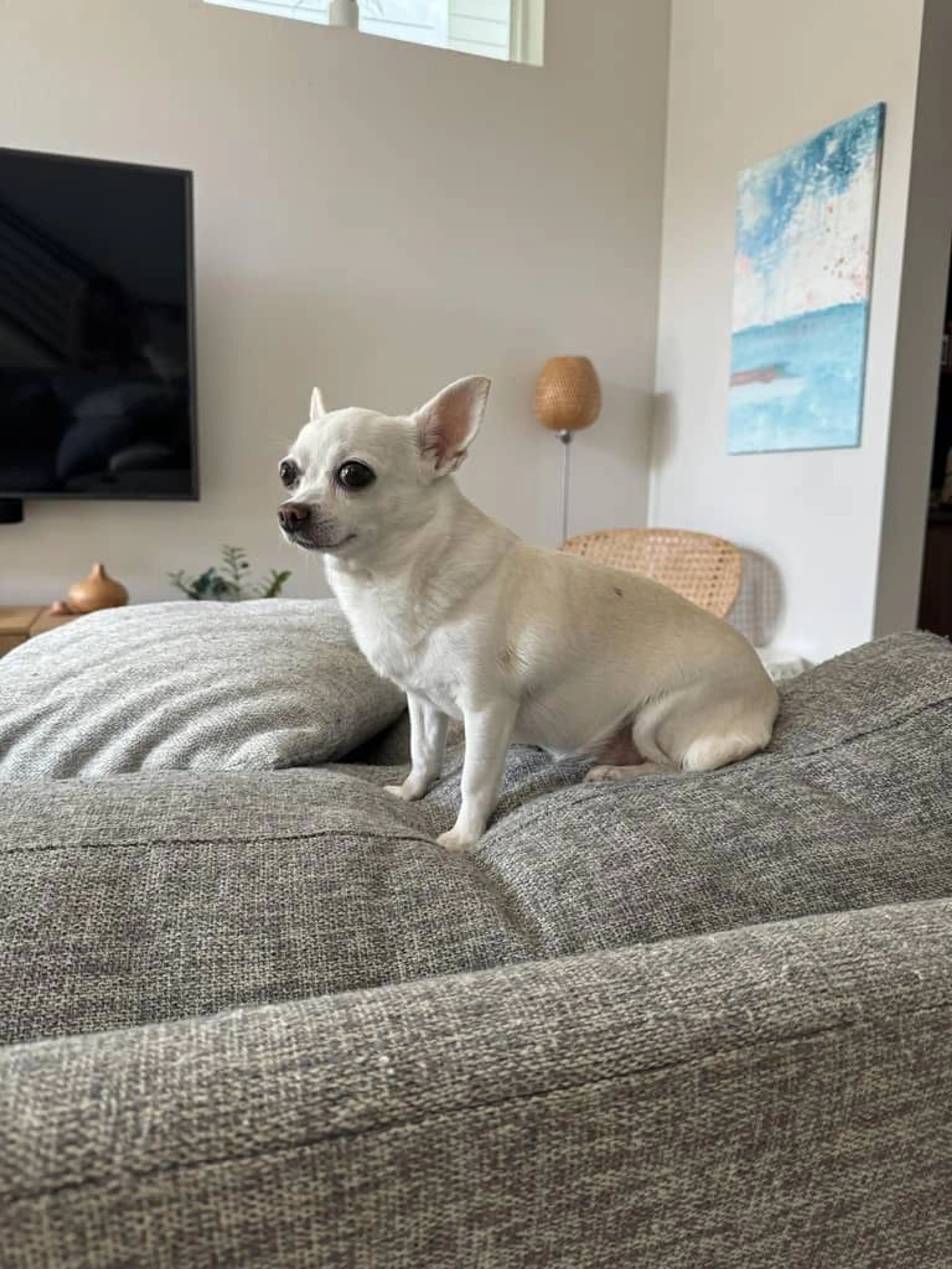 Lost pet-3