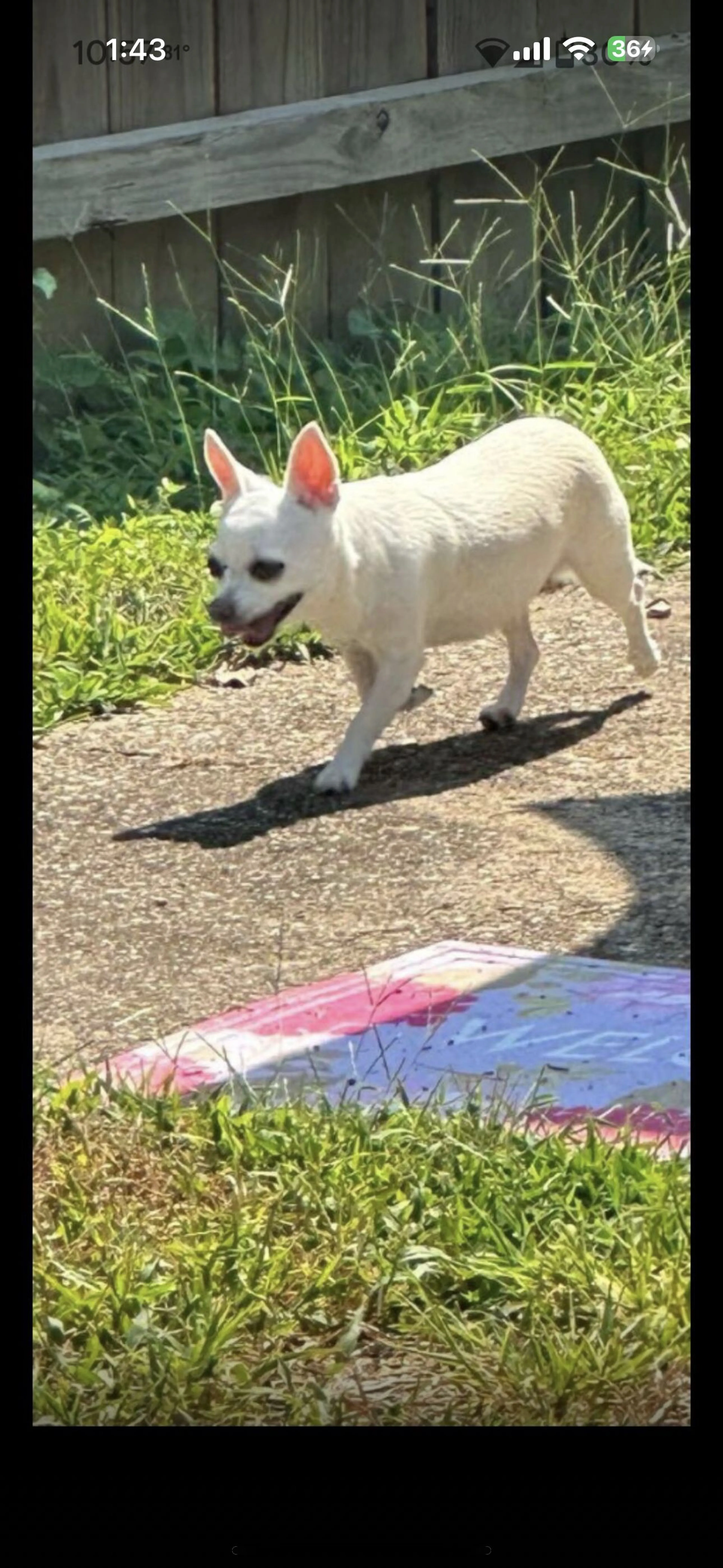 Lost pet-1