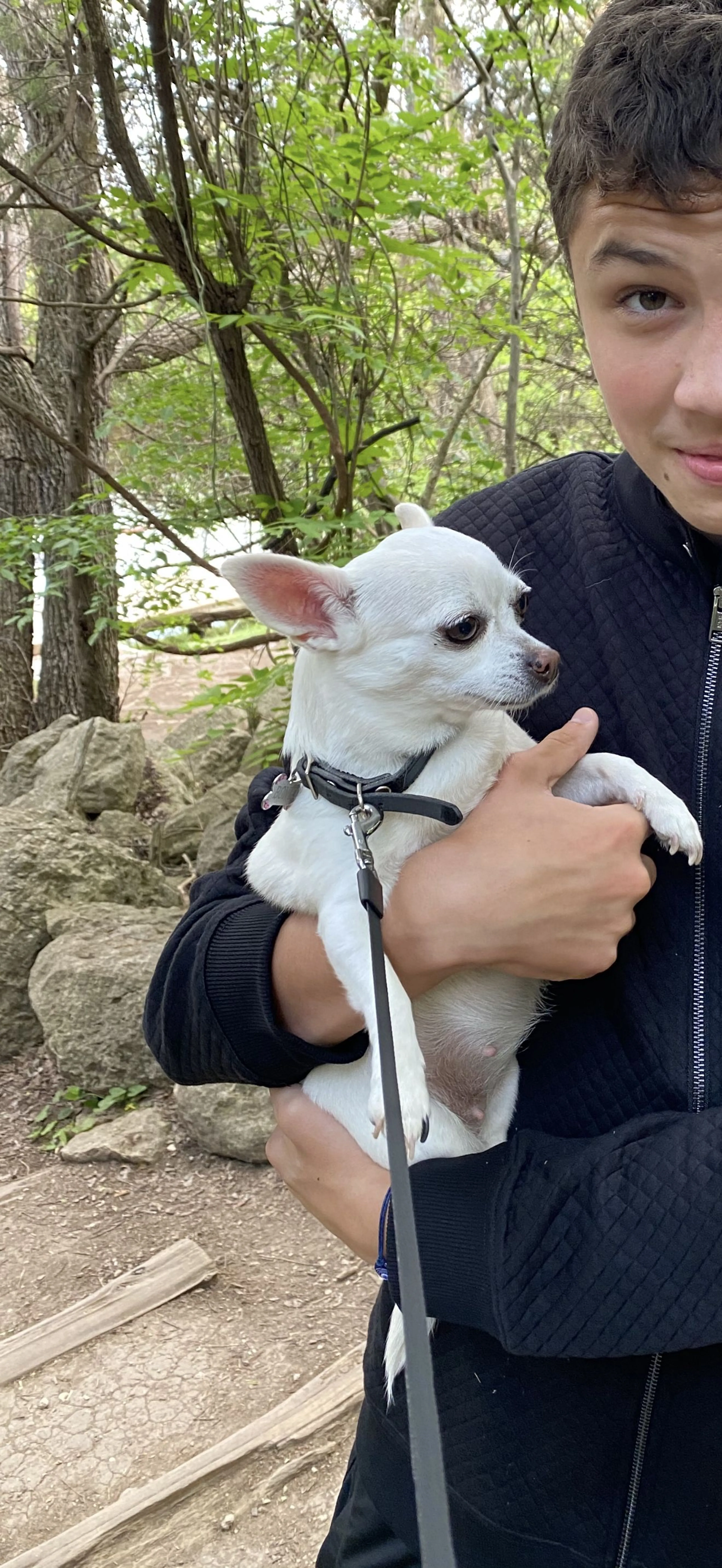 Lost pet-0