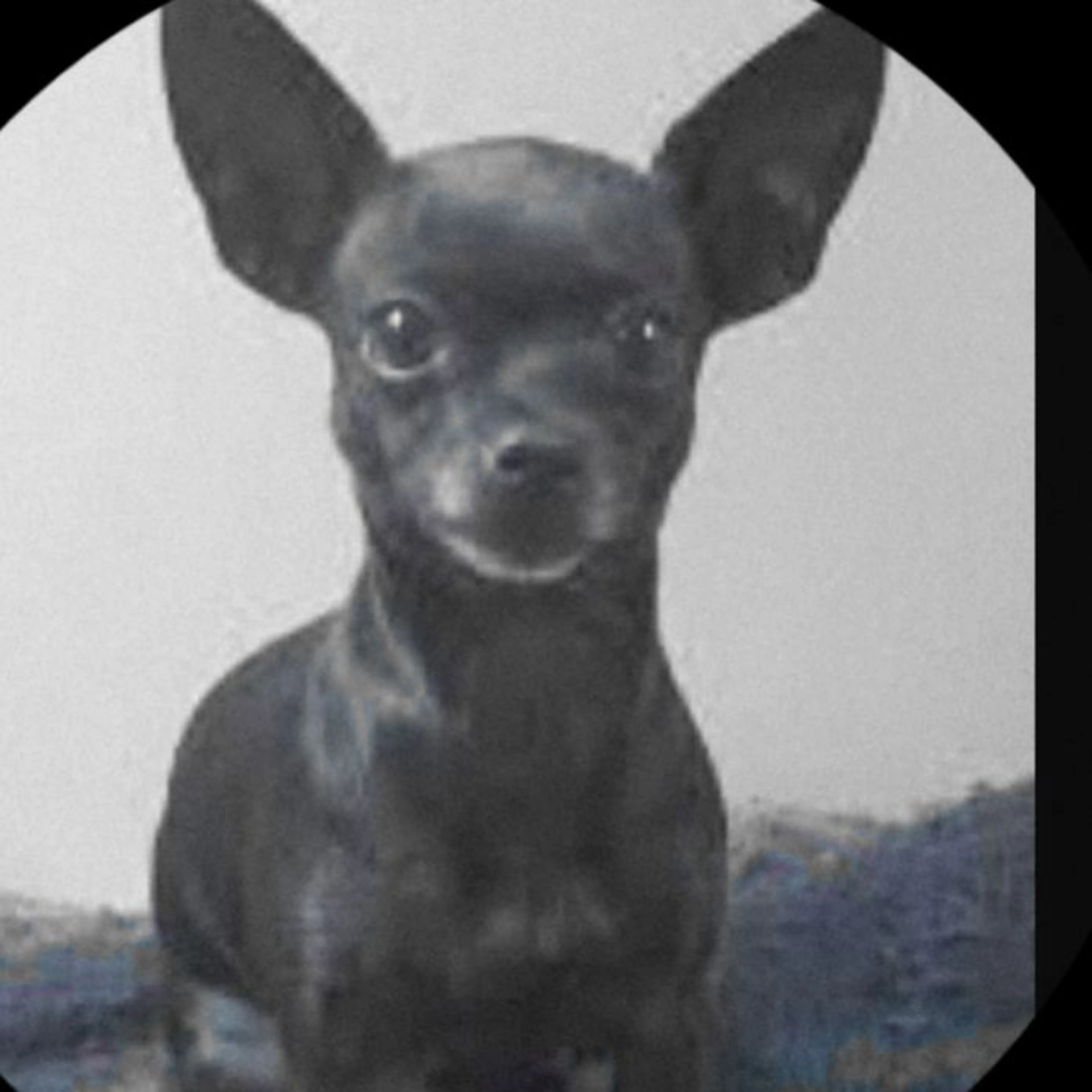 Lost pet