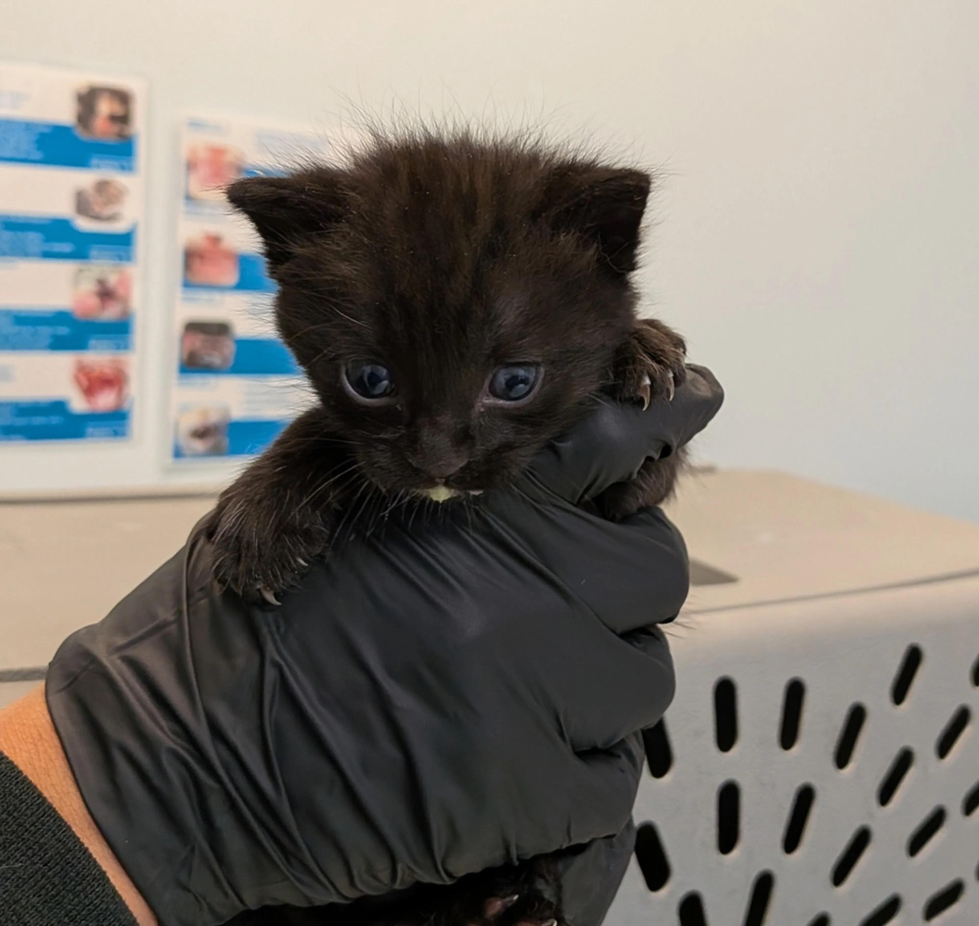 Found pet
