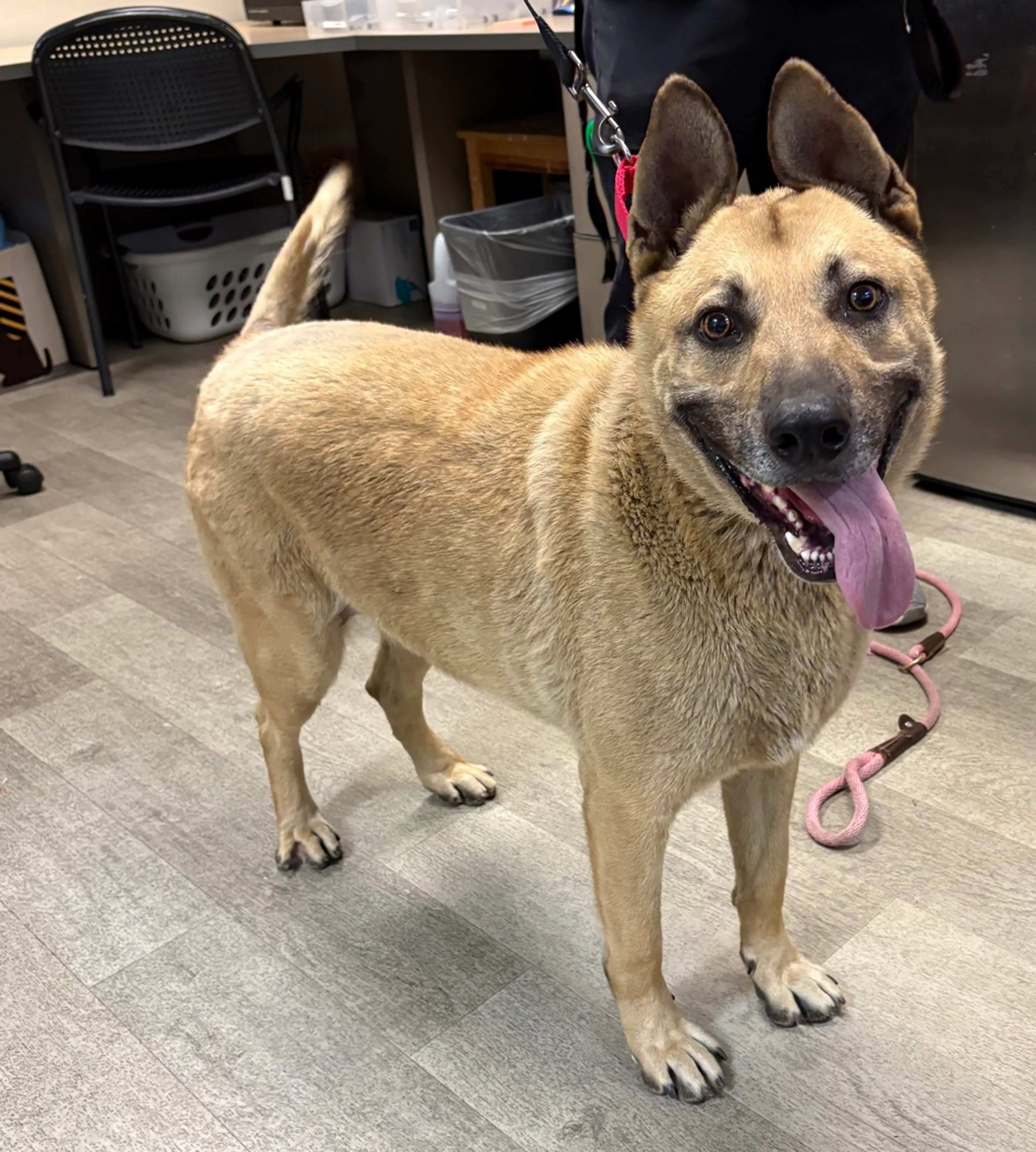 Found pet