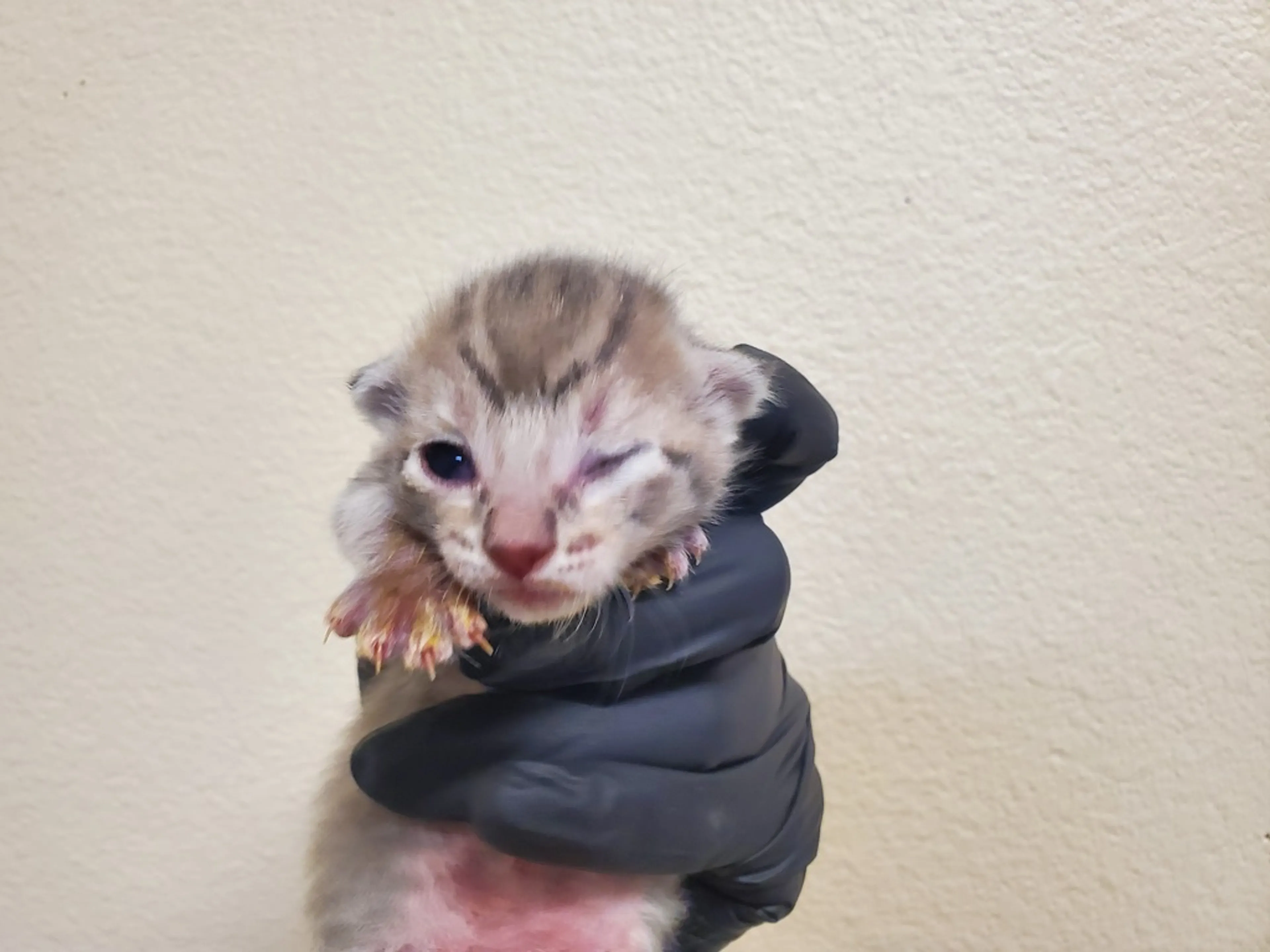 Found pet