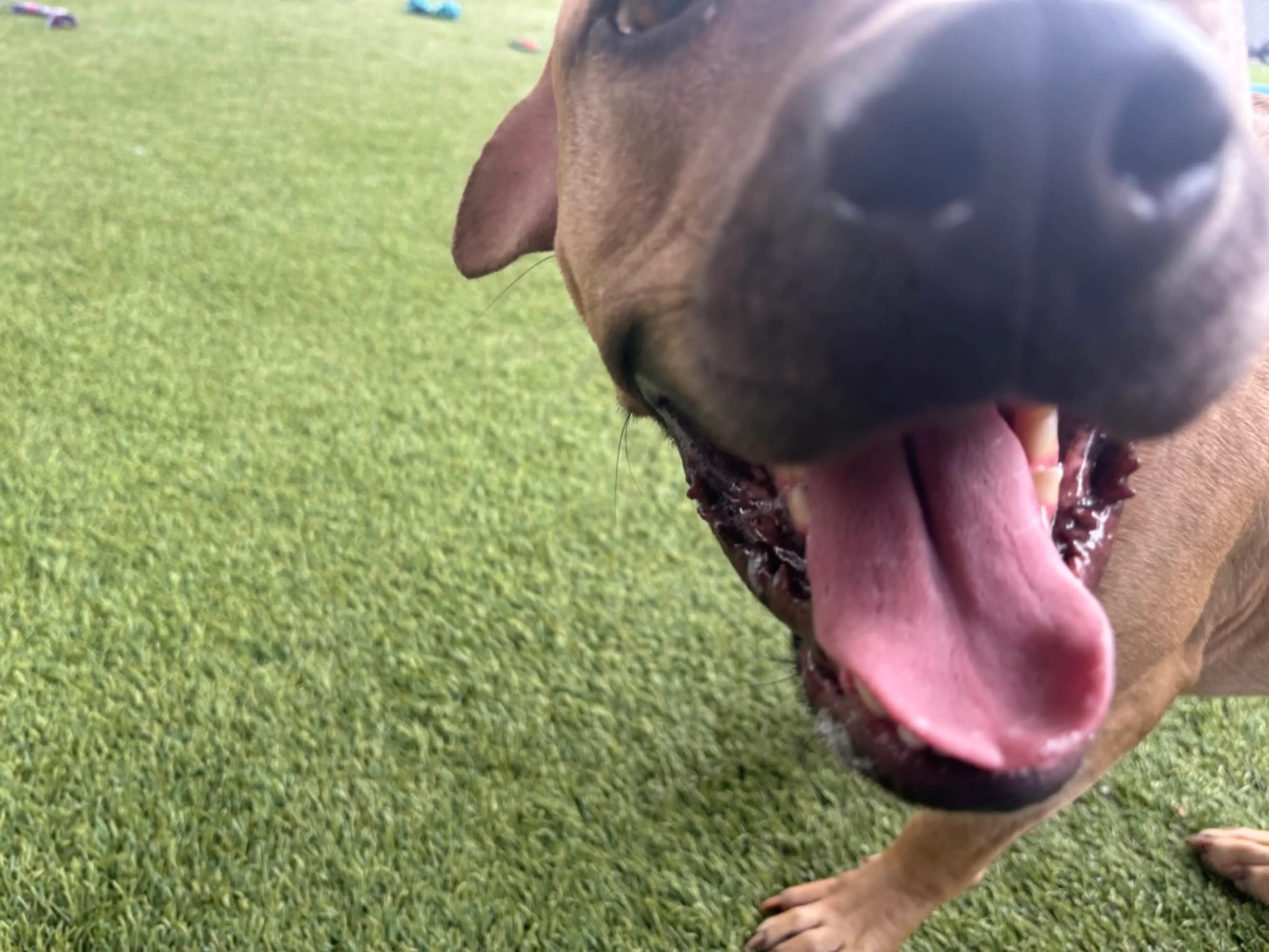 Found pet-2