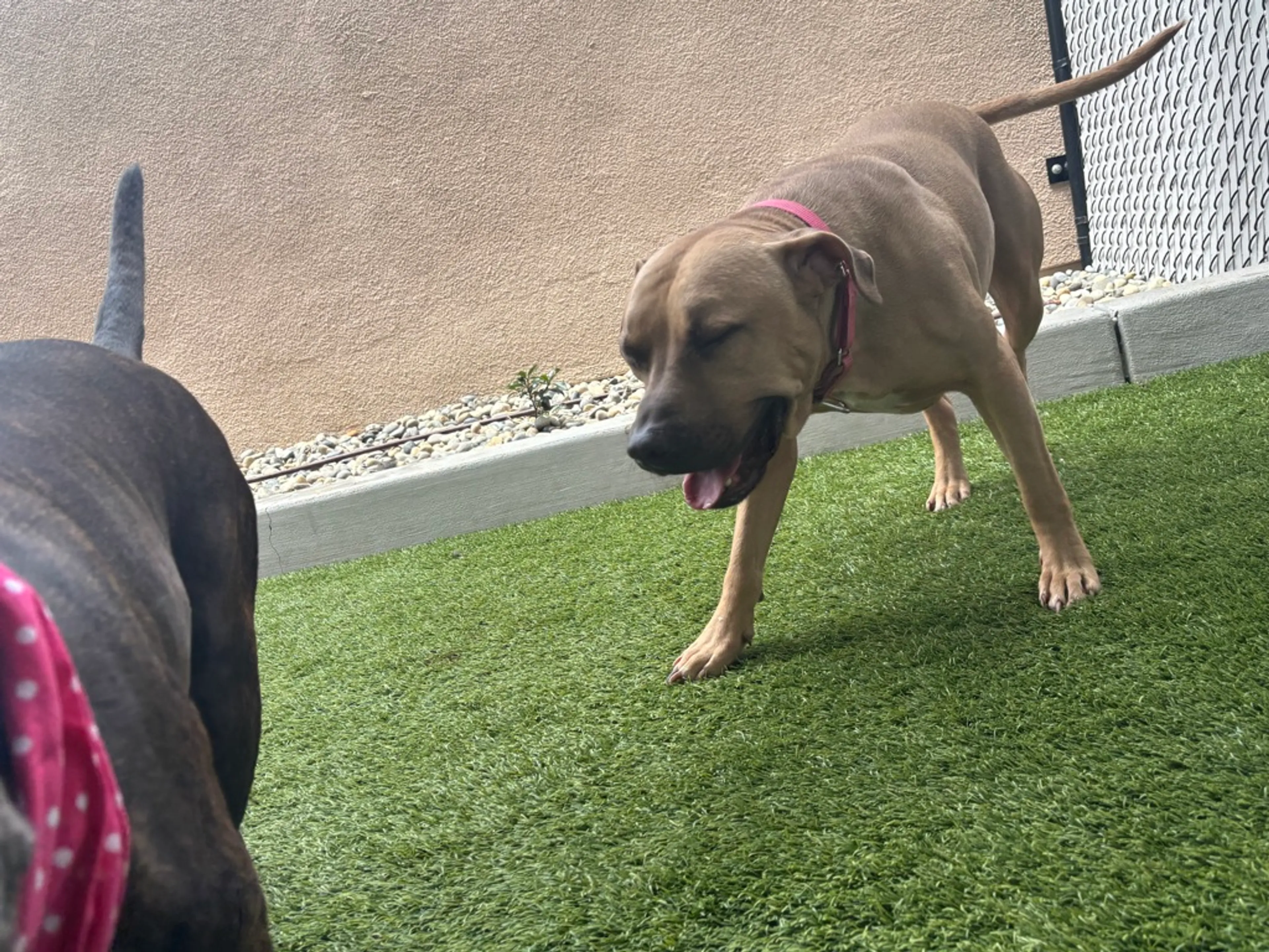 Found pet-3