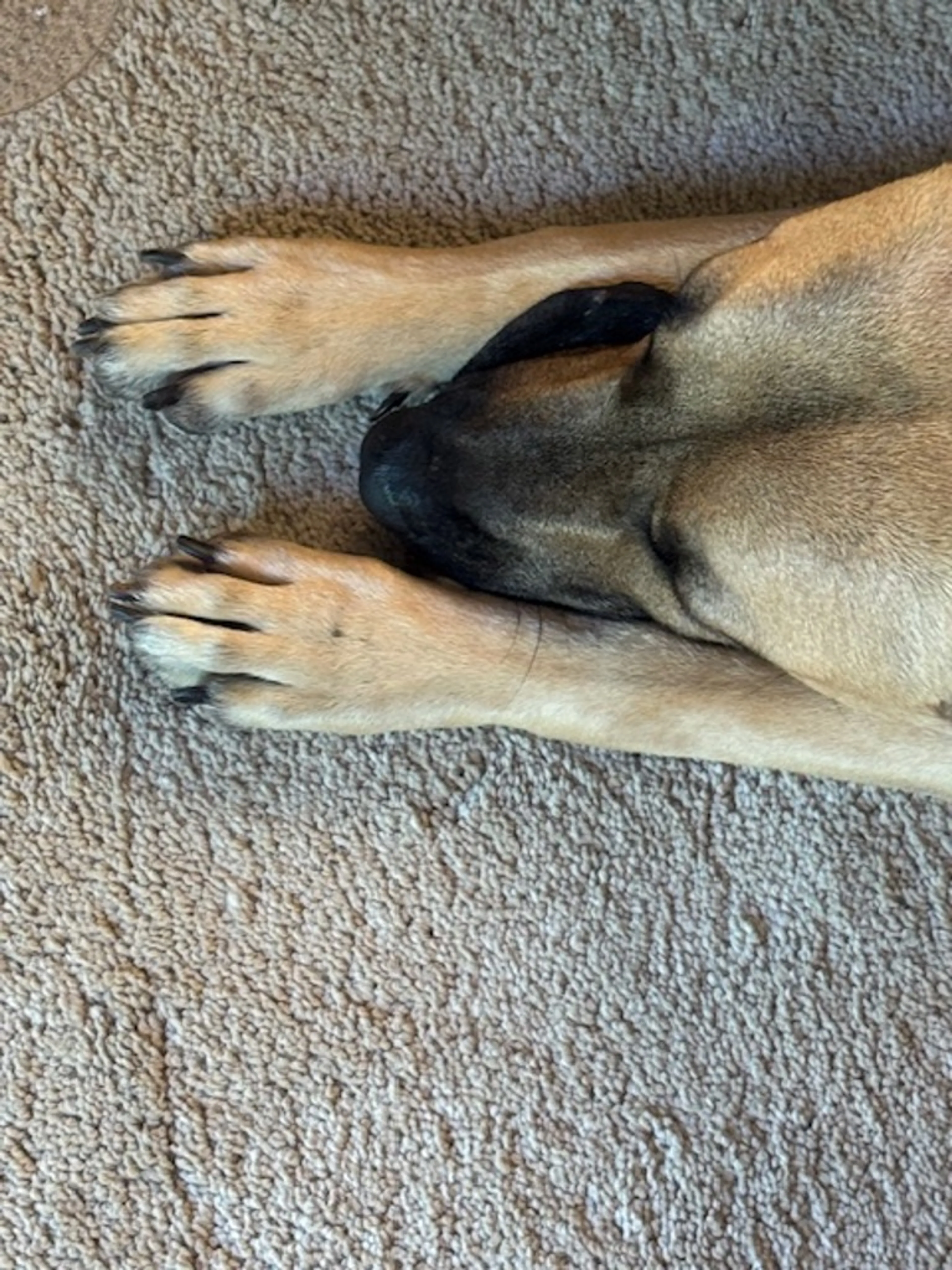 Found pet-6