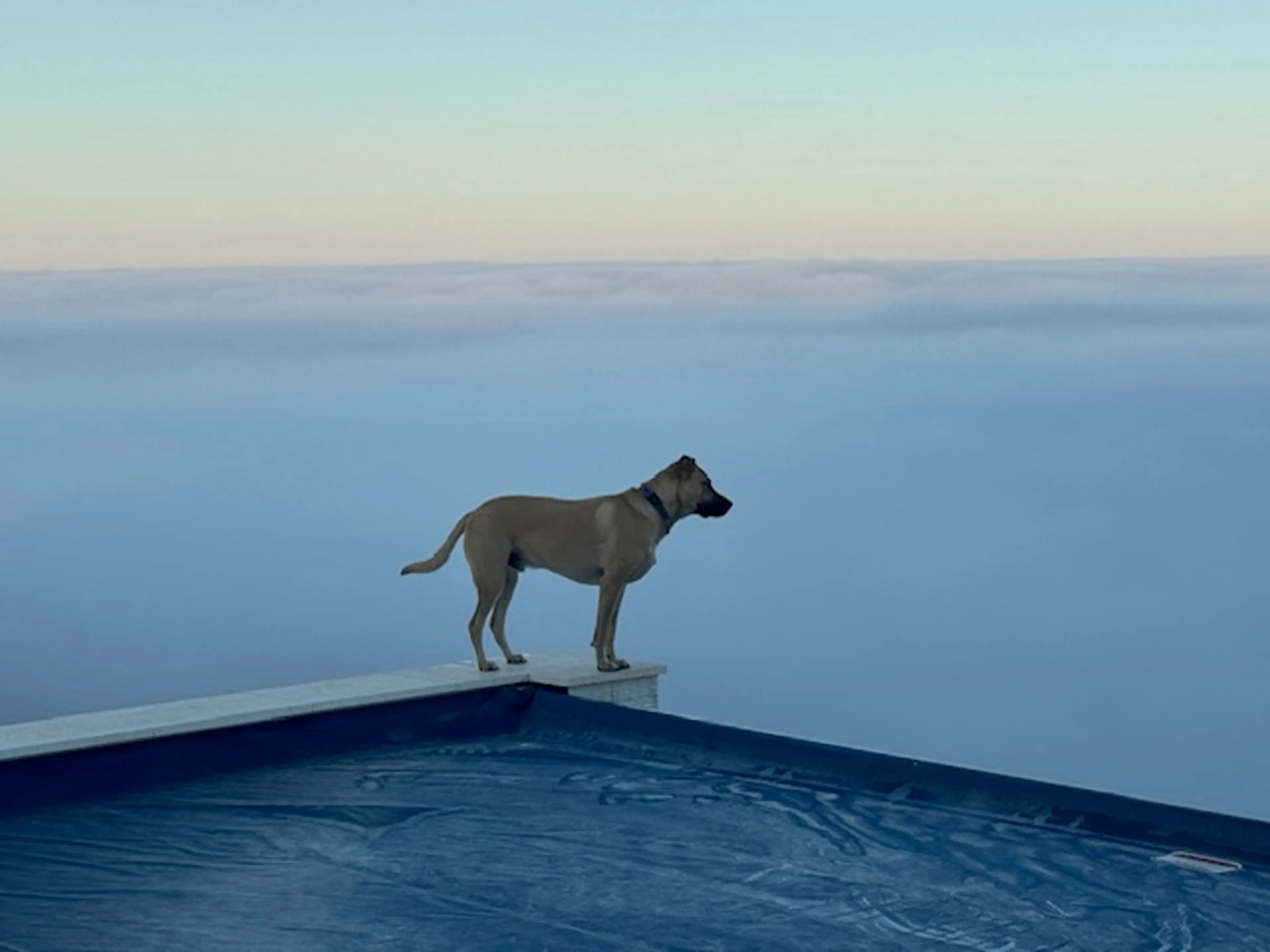 Found pet-7