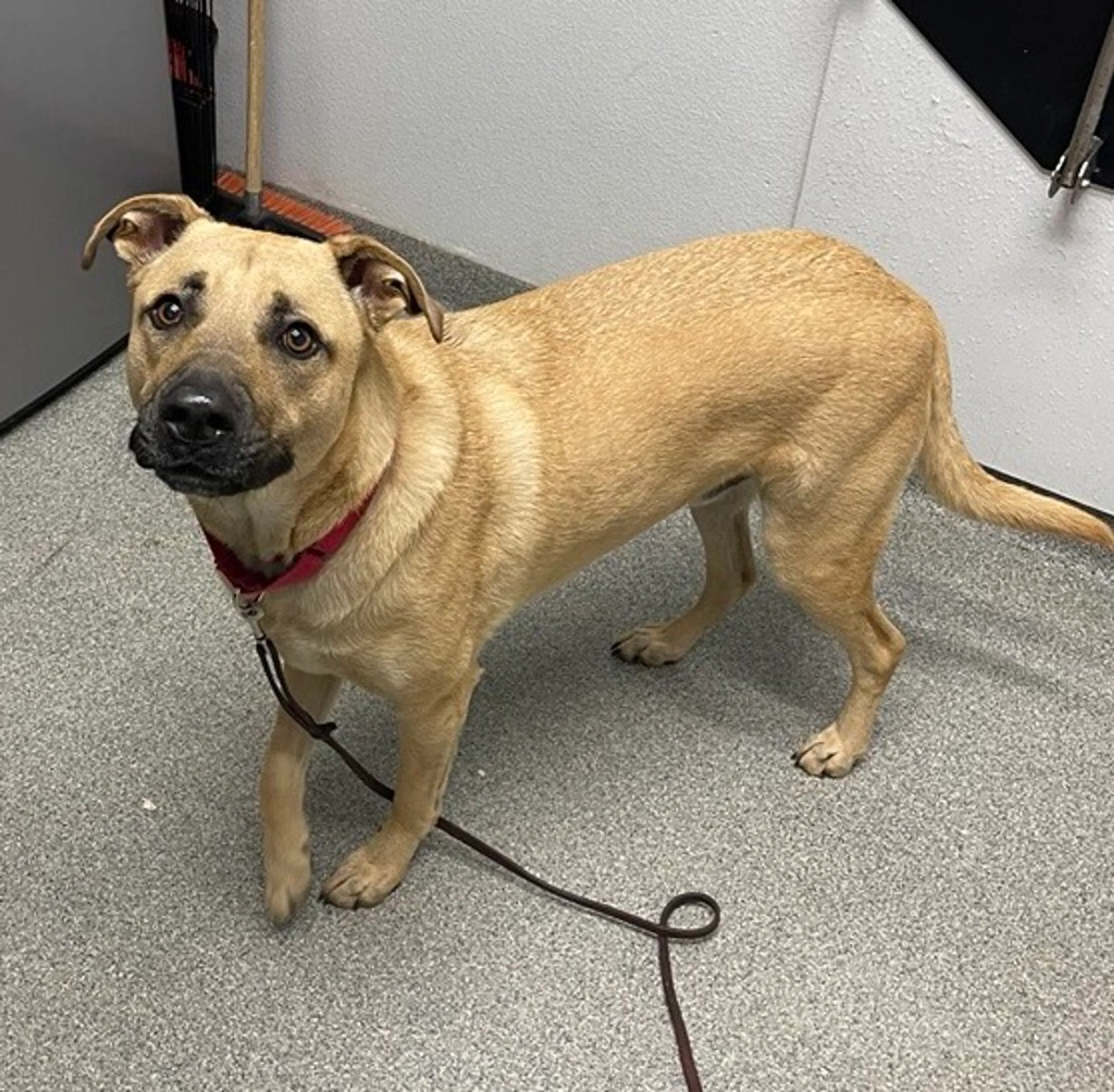 Found pet-10