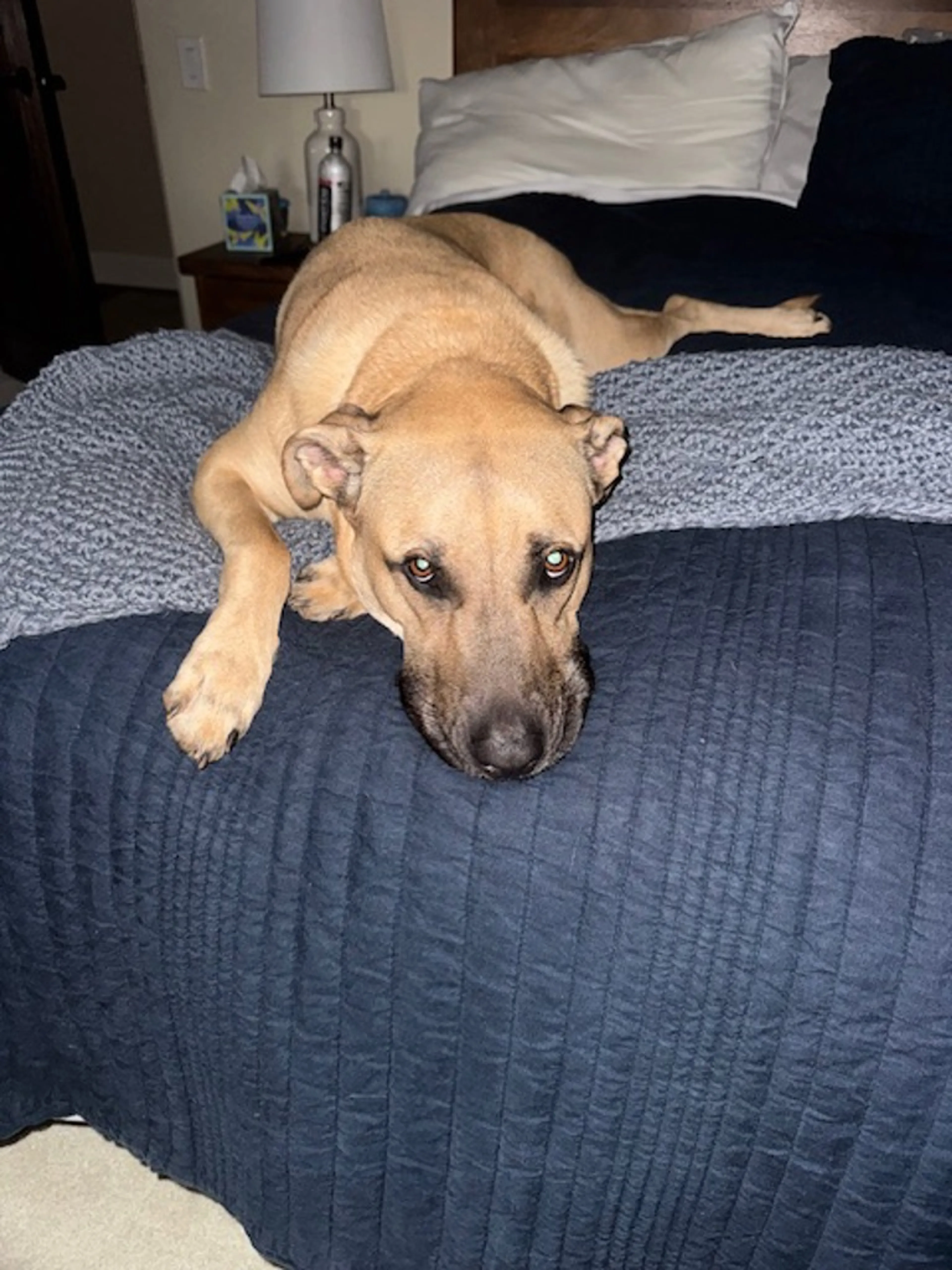 Found pet-4