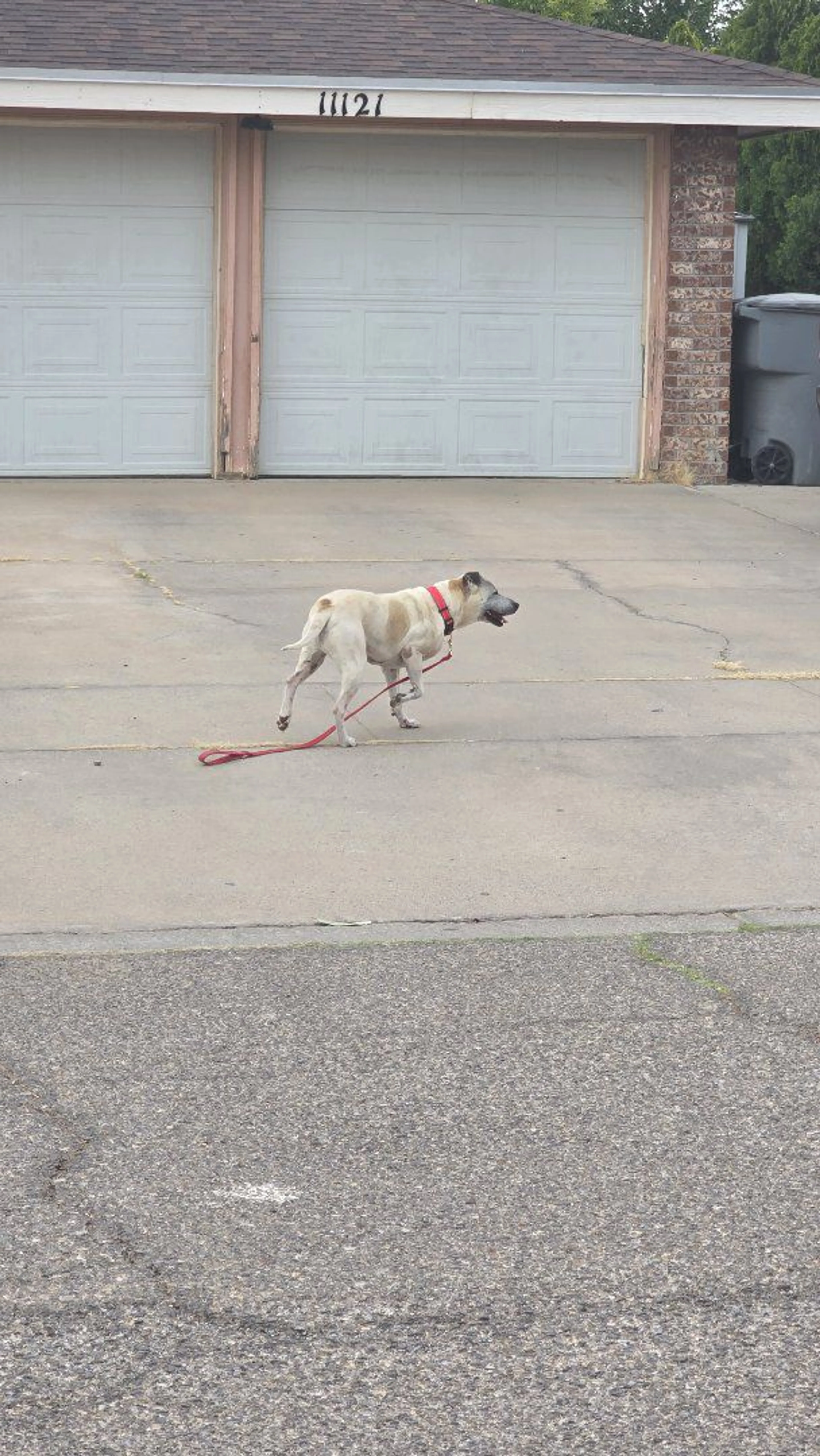 Lost pet-1