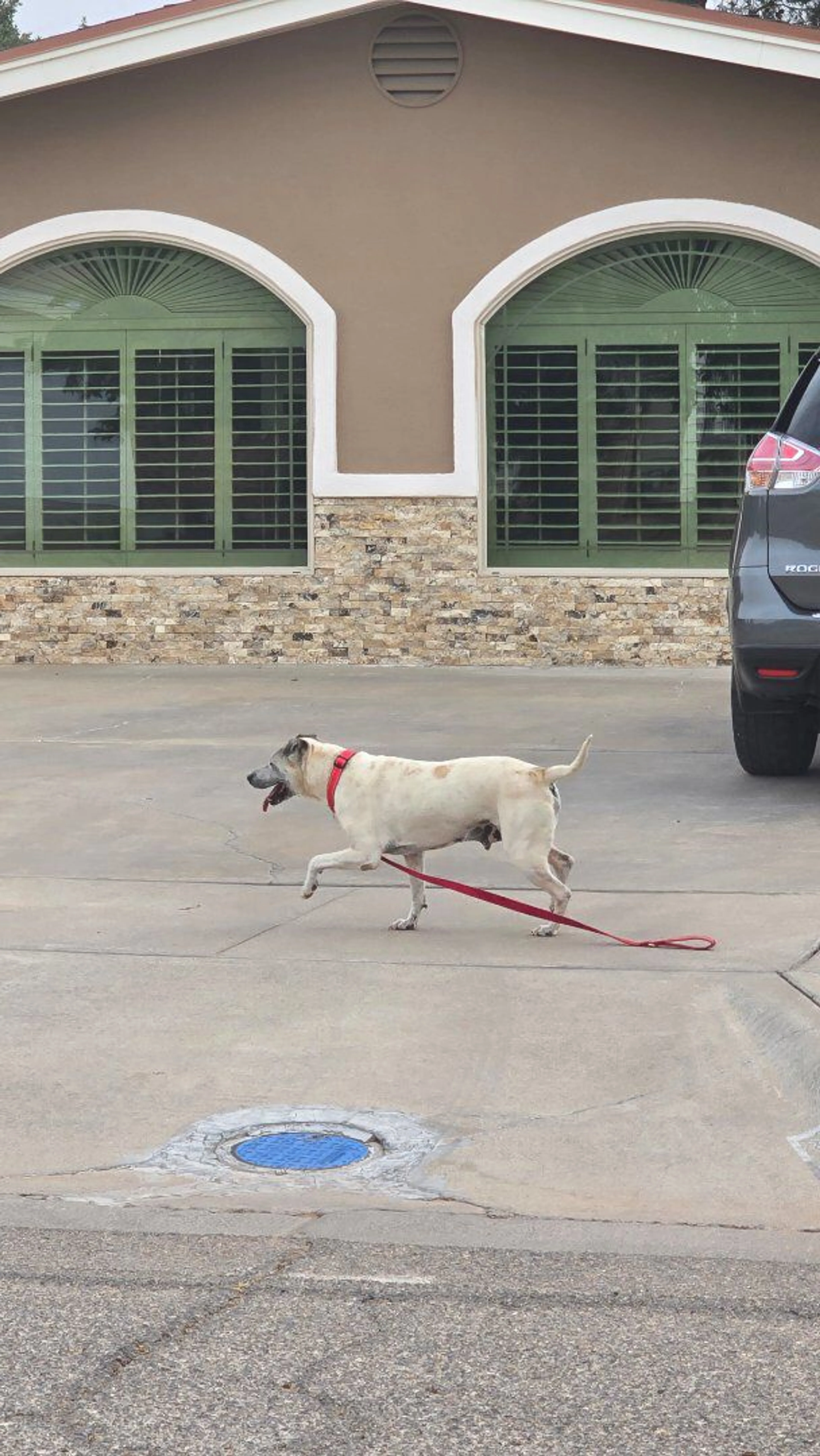 Lost pet-0