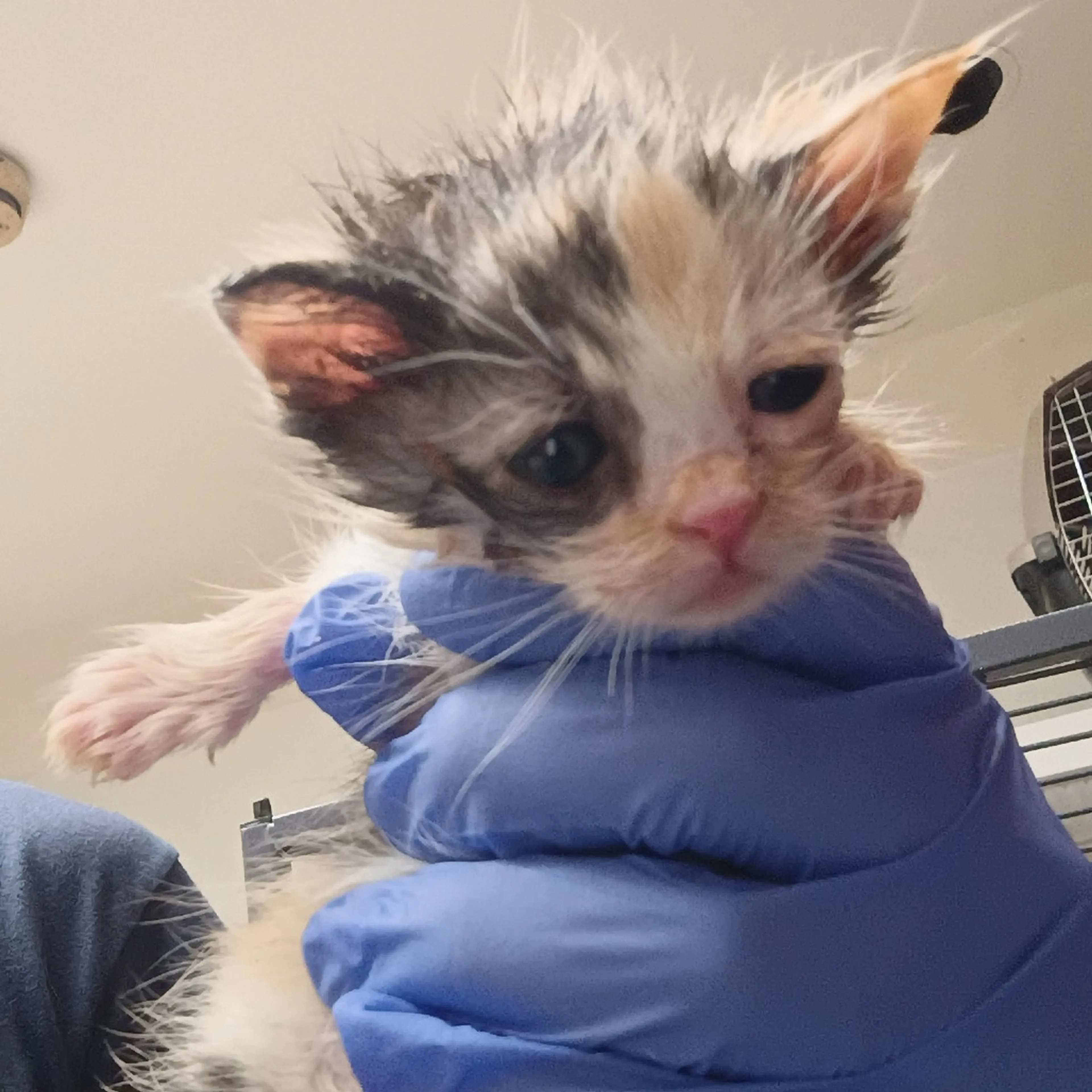 Found pet