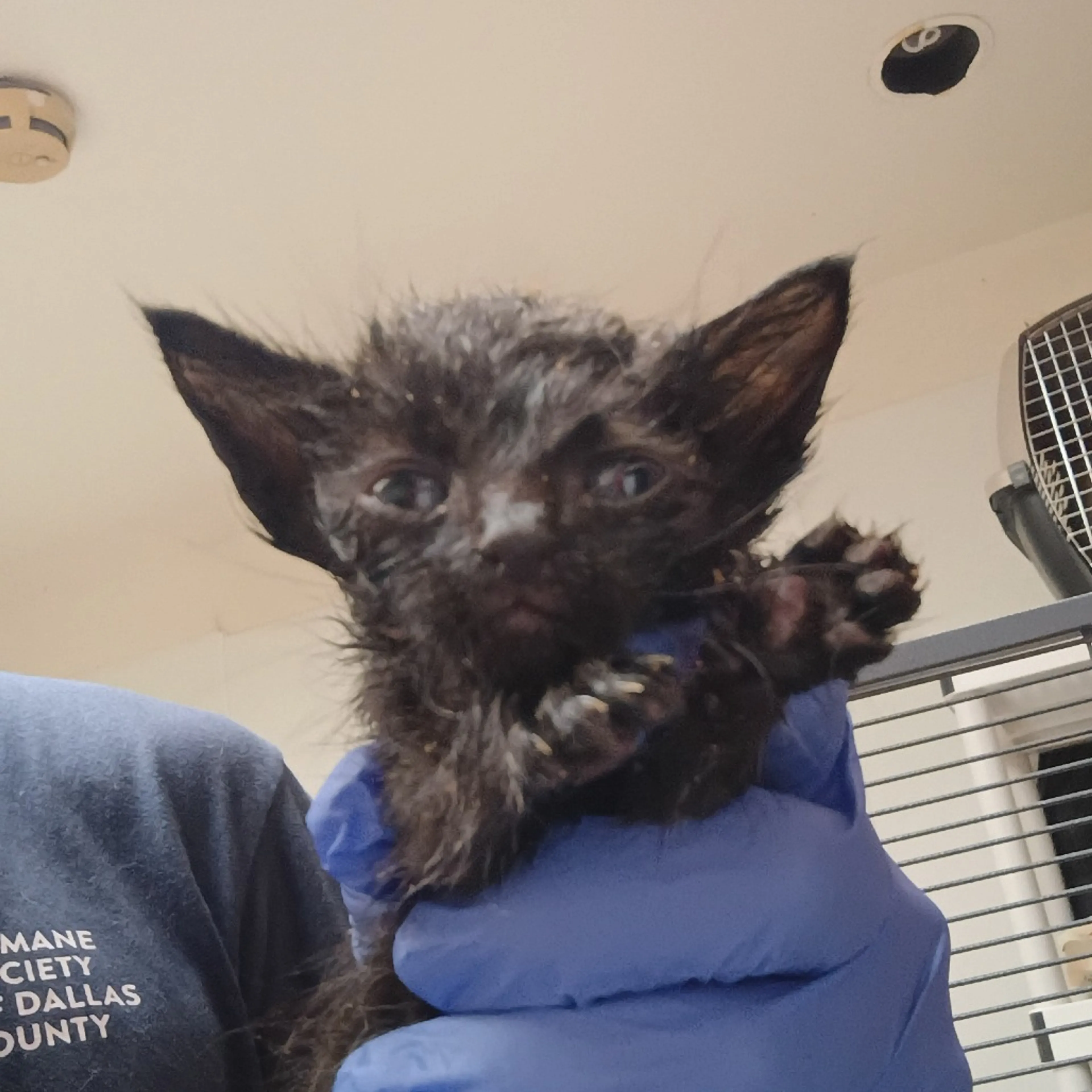 Found pet