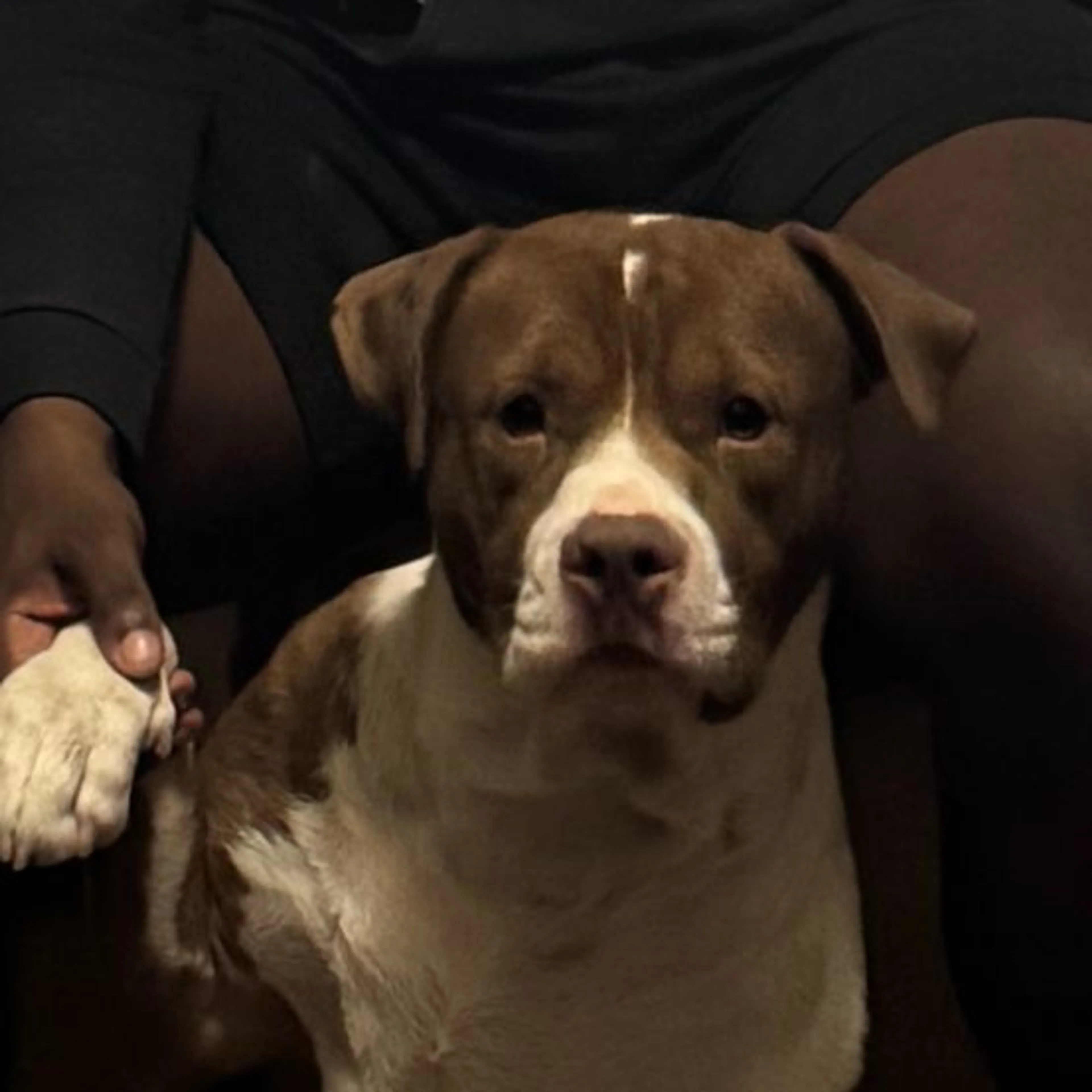 Lost pet