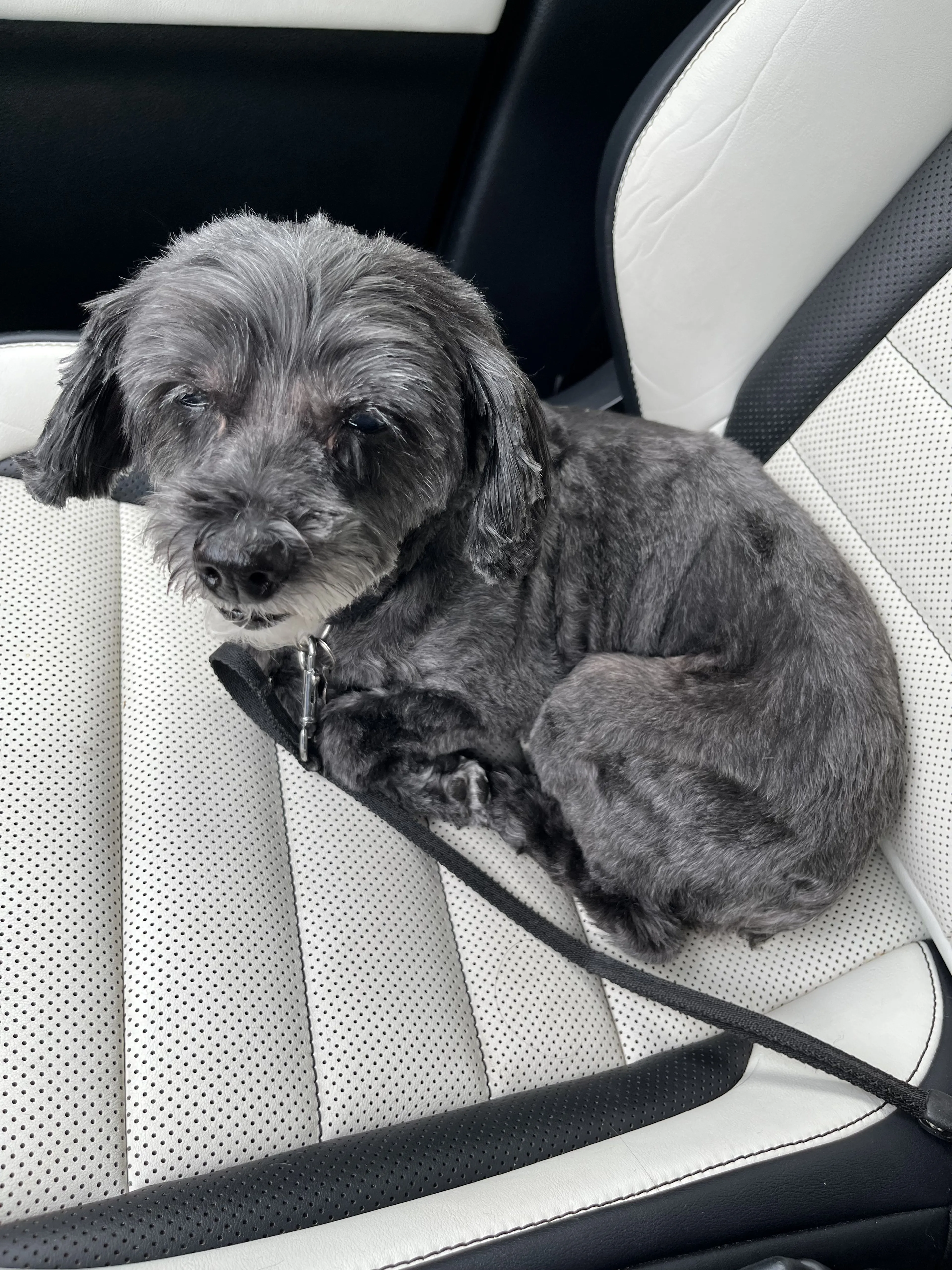 Lost pet-1