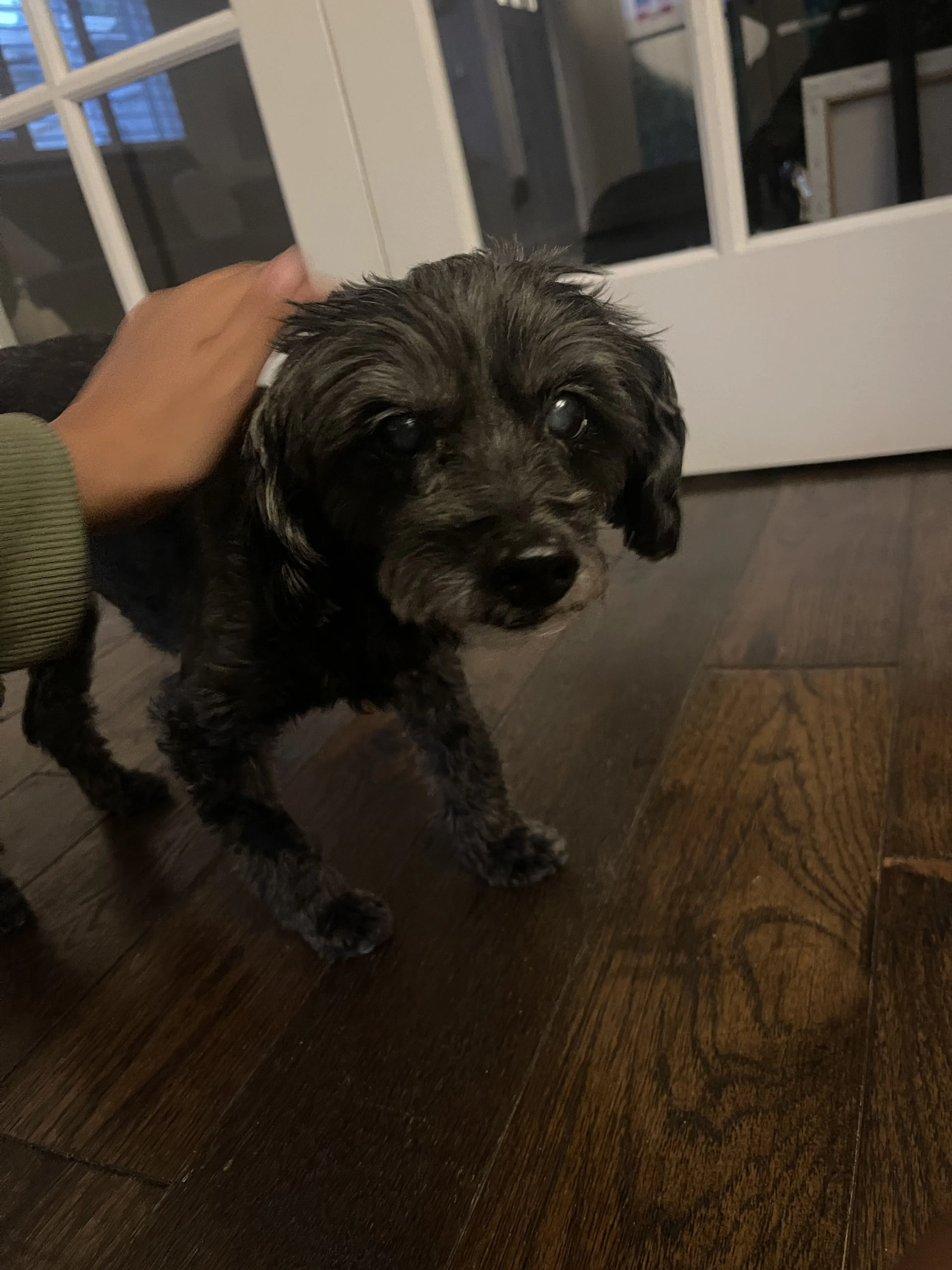 Lost pet-0
