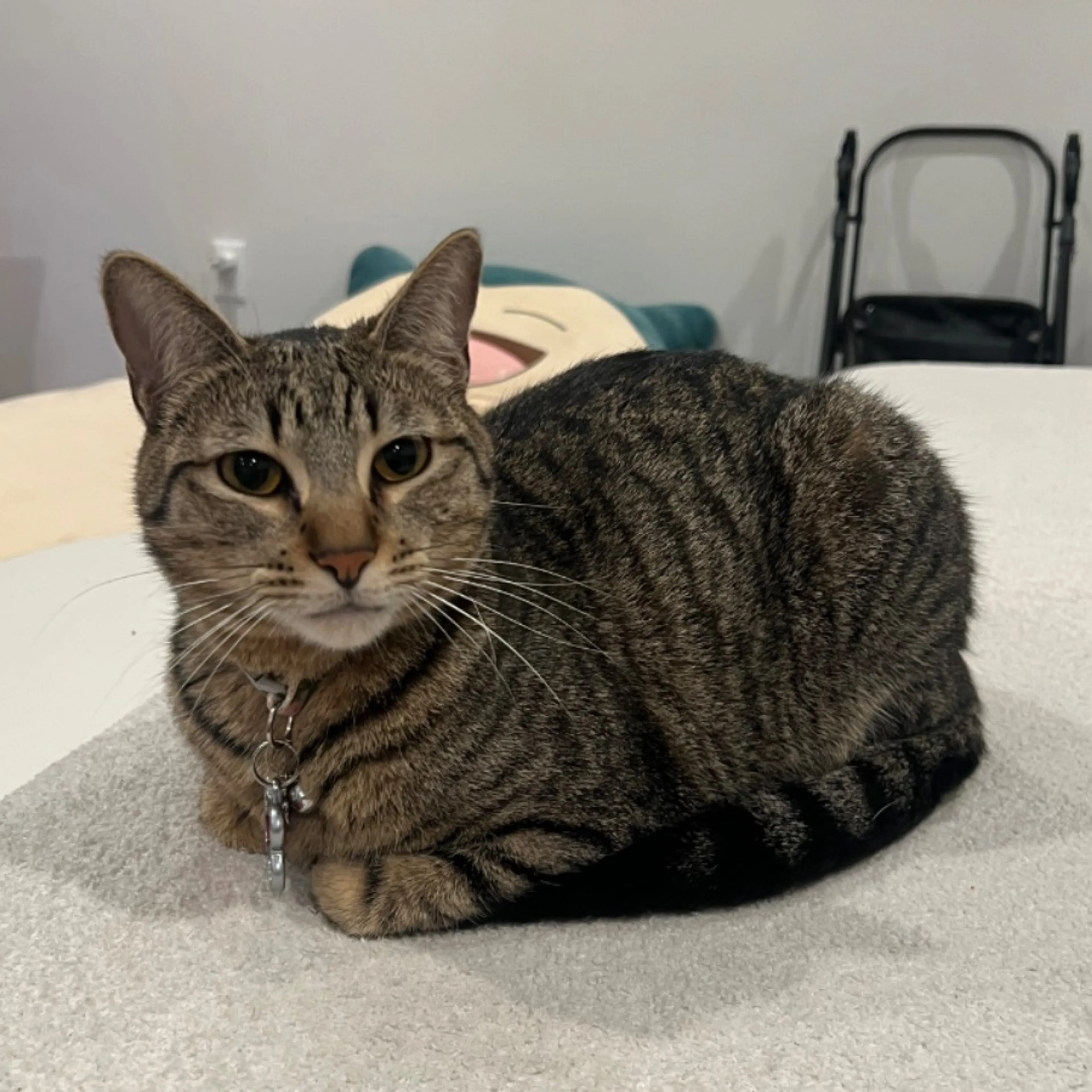 Lost pet