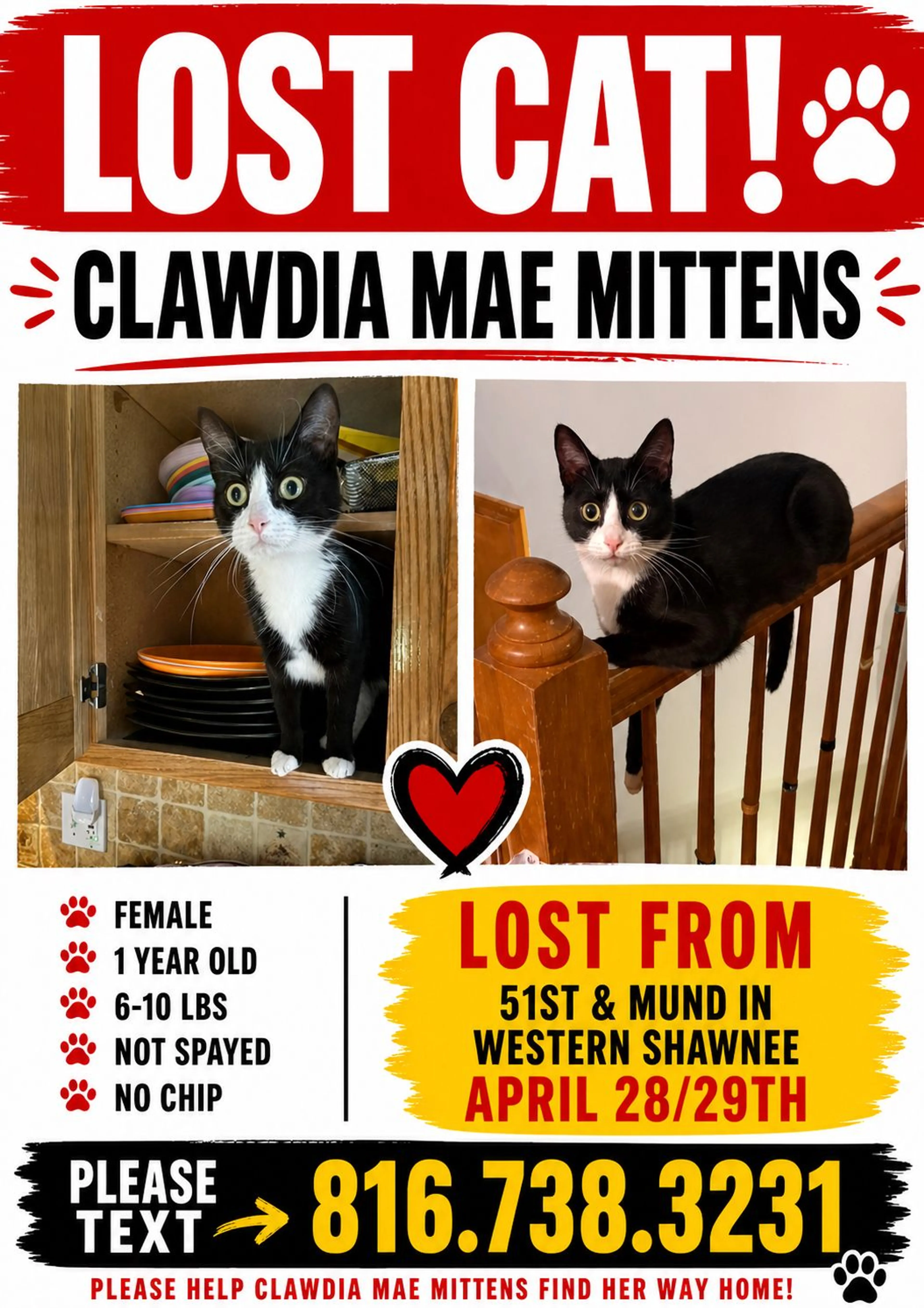Lost pet
