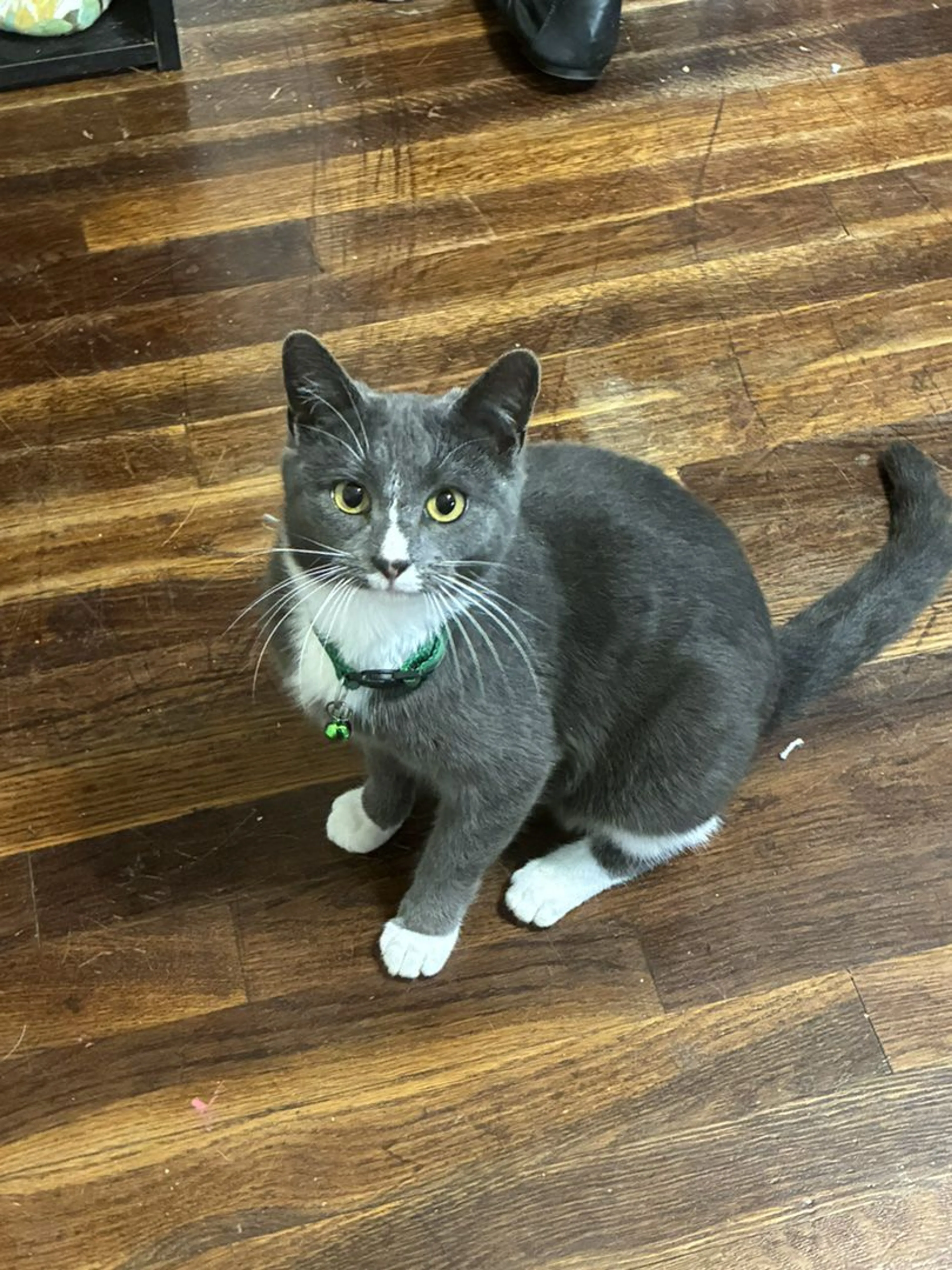 Lost pet