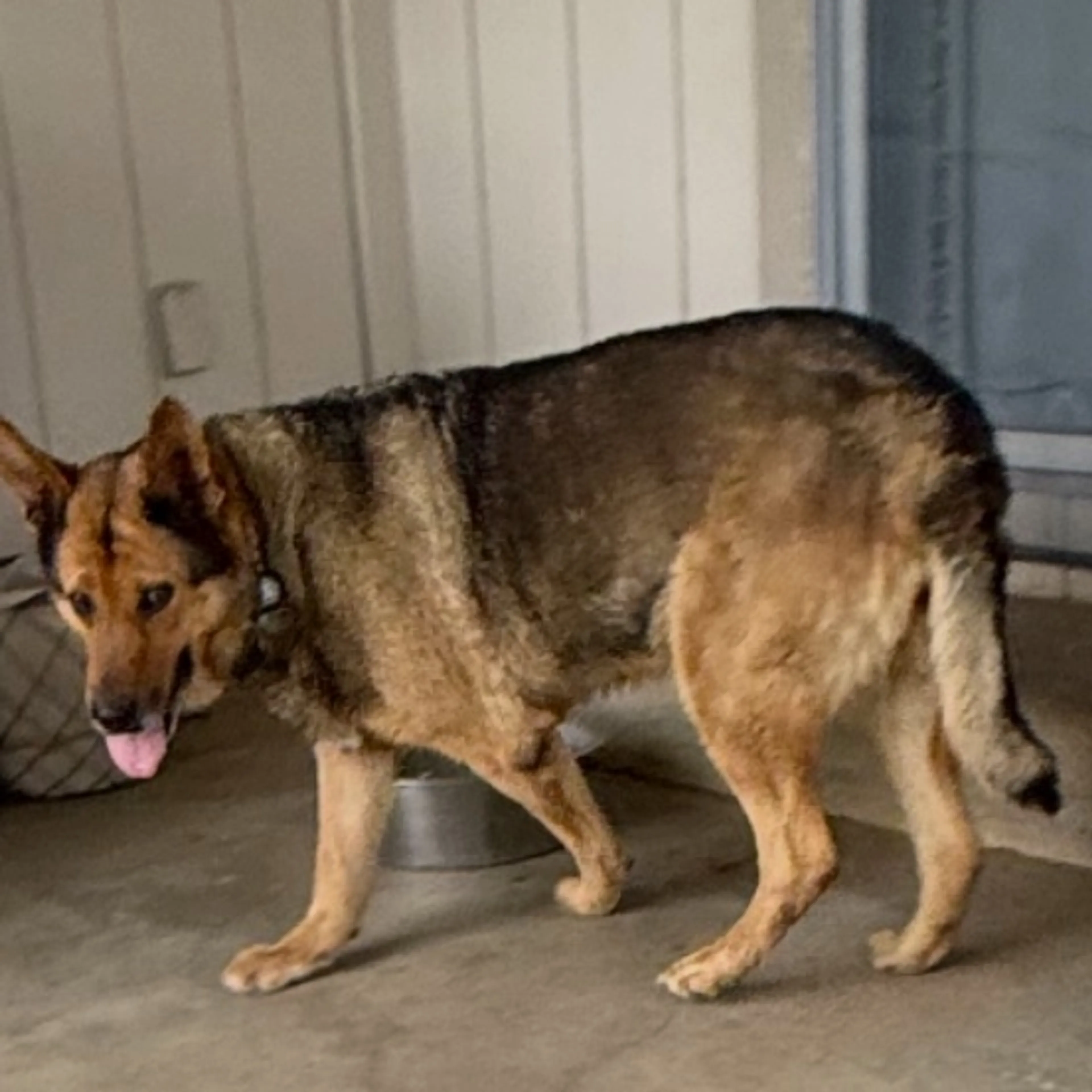 Found pet