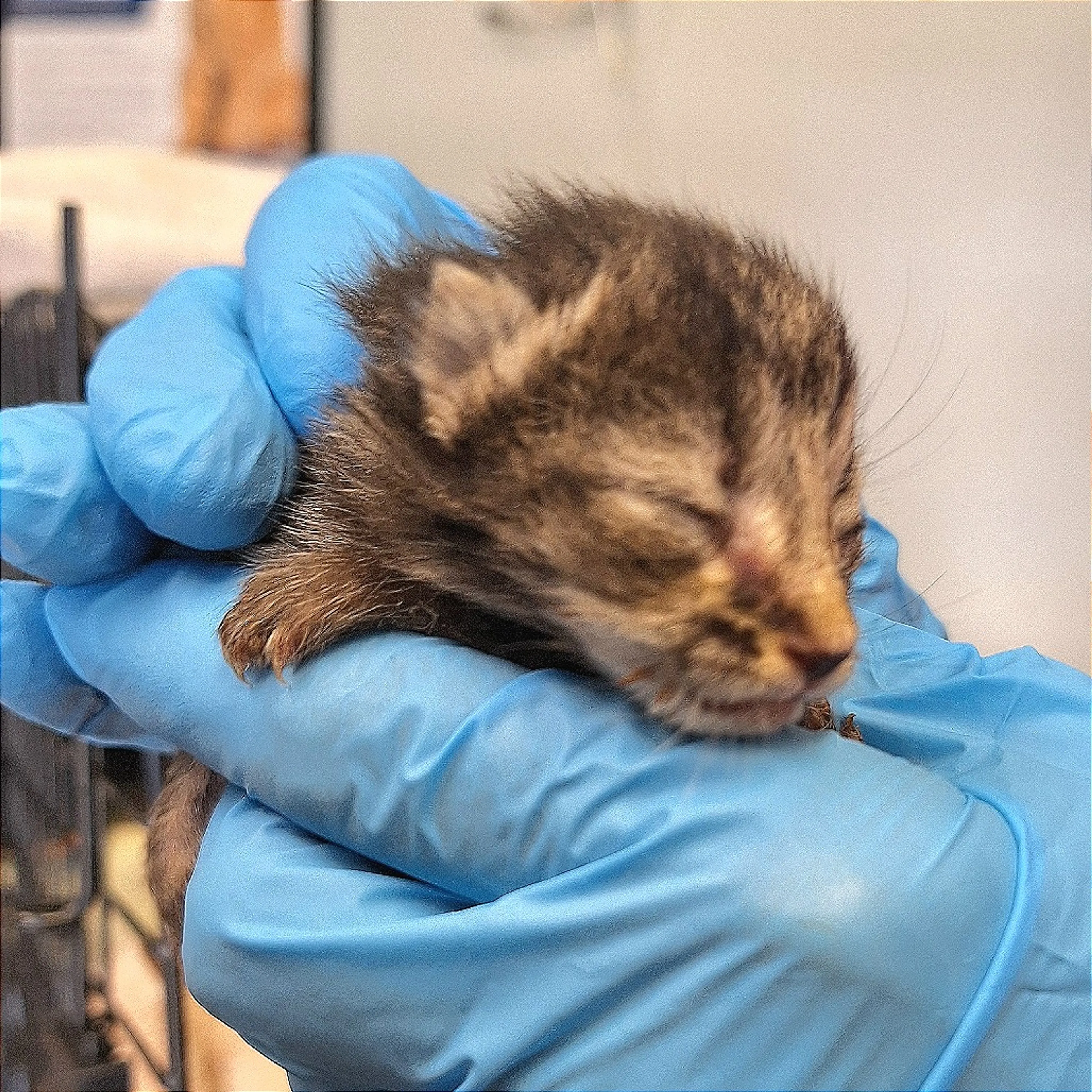 Found pet-1