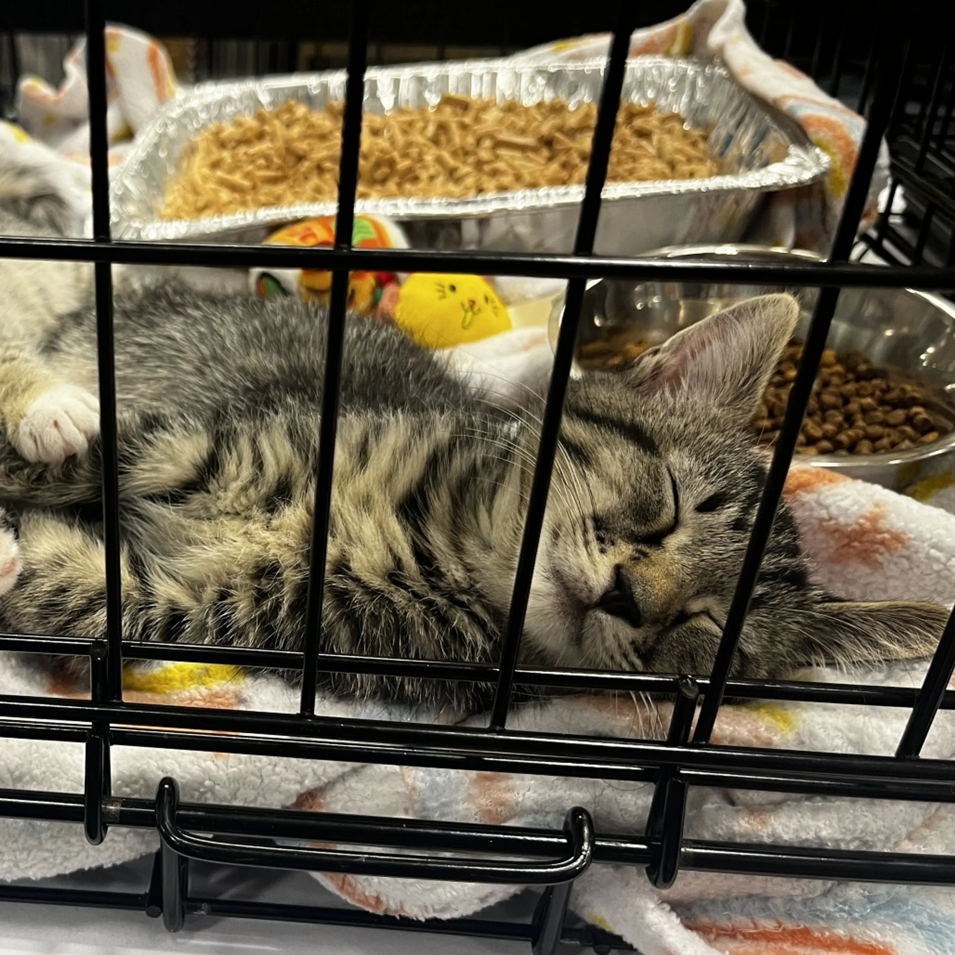 Found pet-8