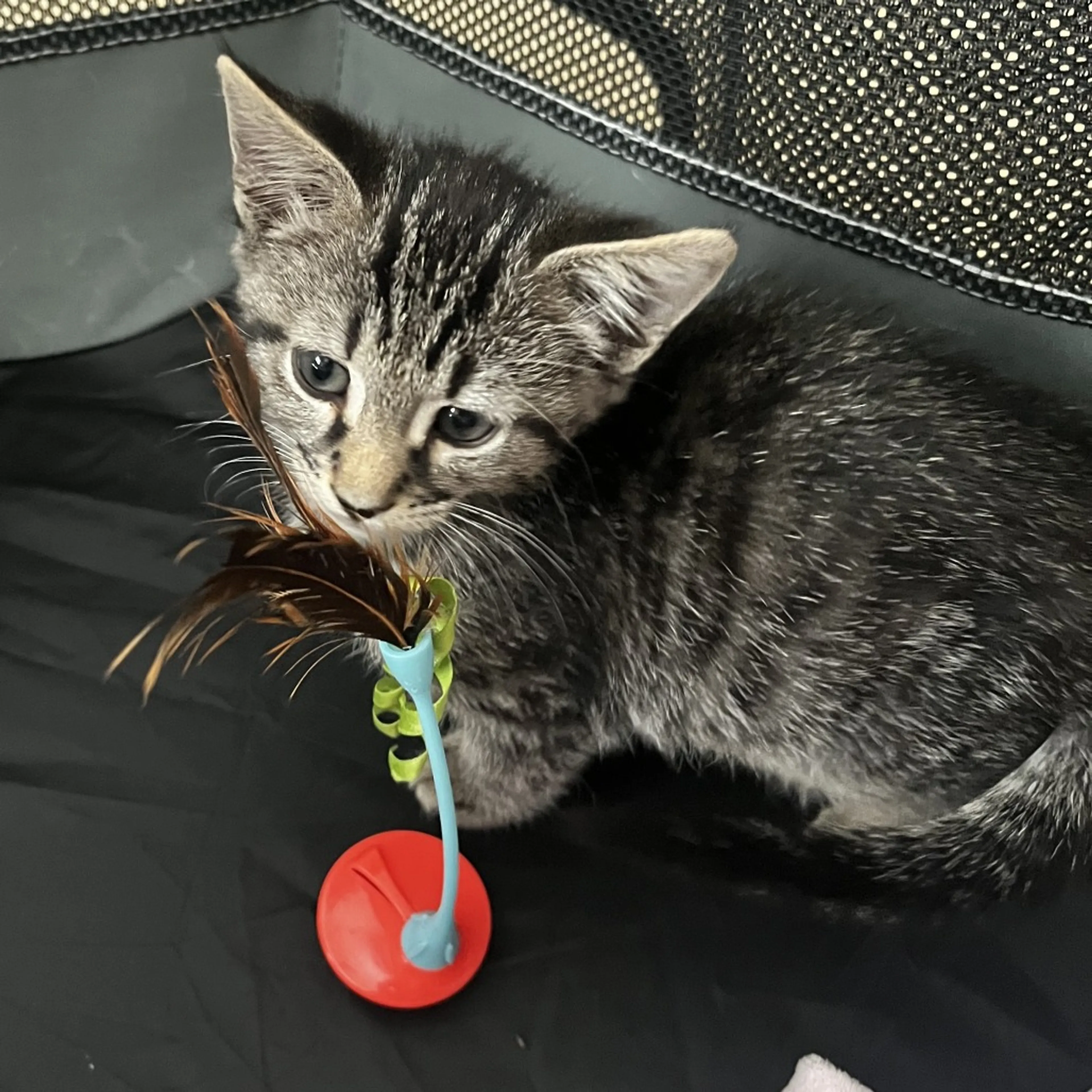 Found pet-7