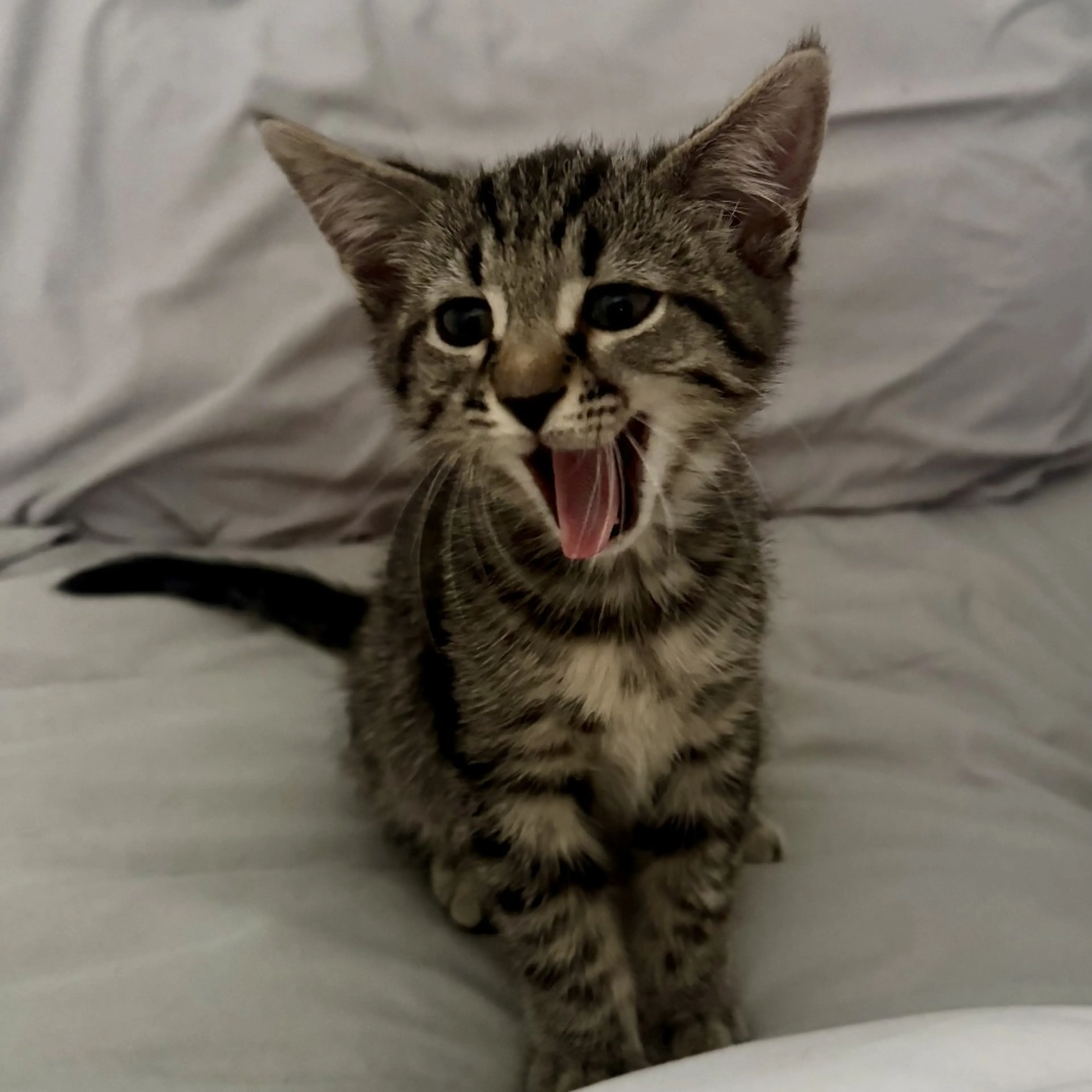 Found pet-5