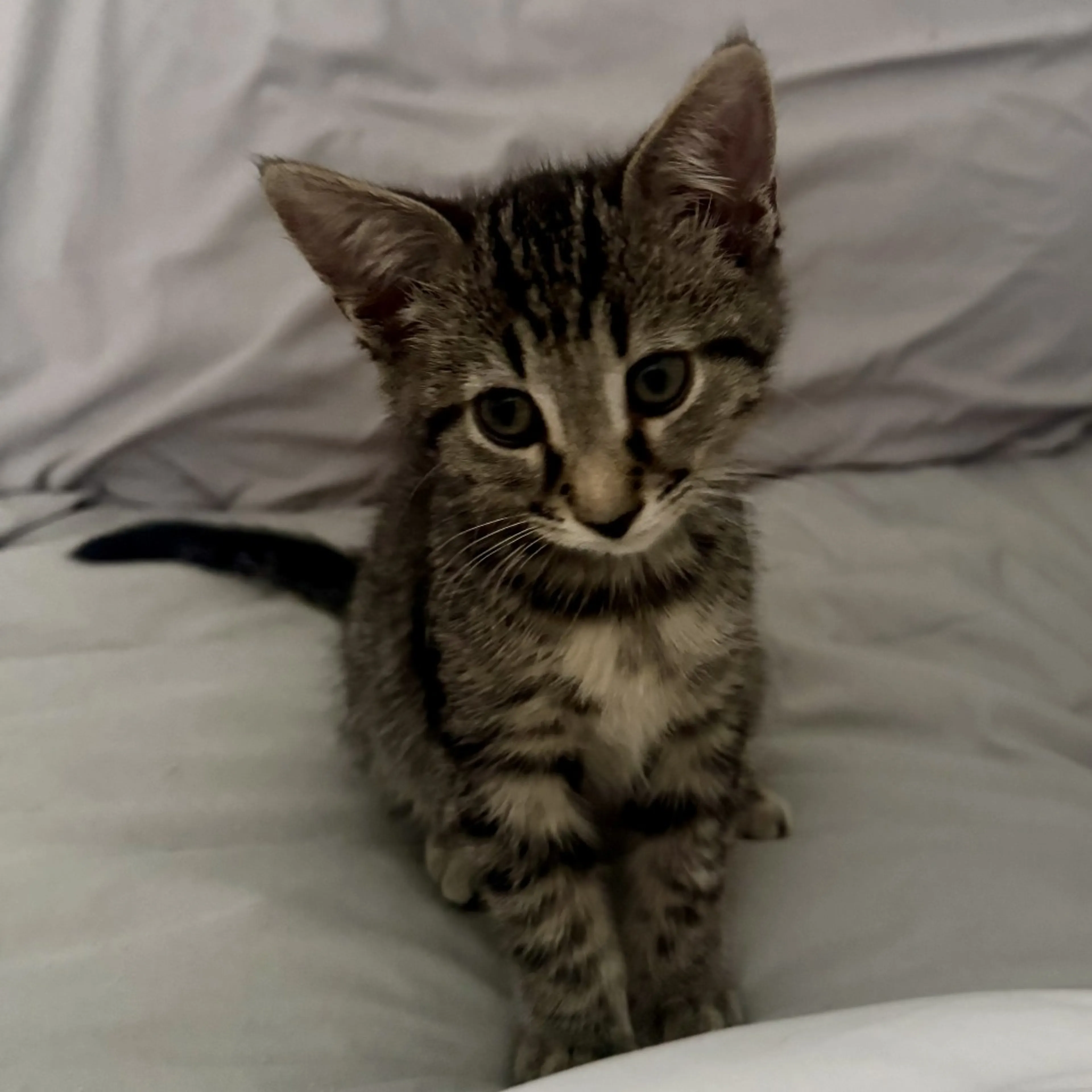Found pet-4