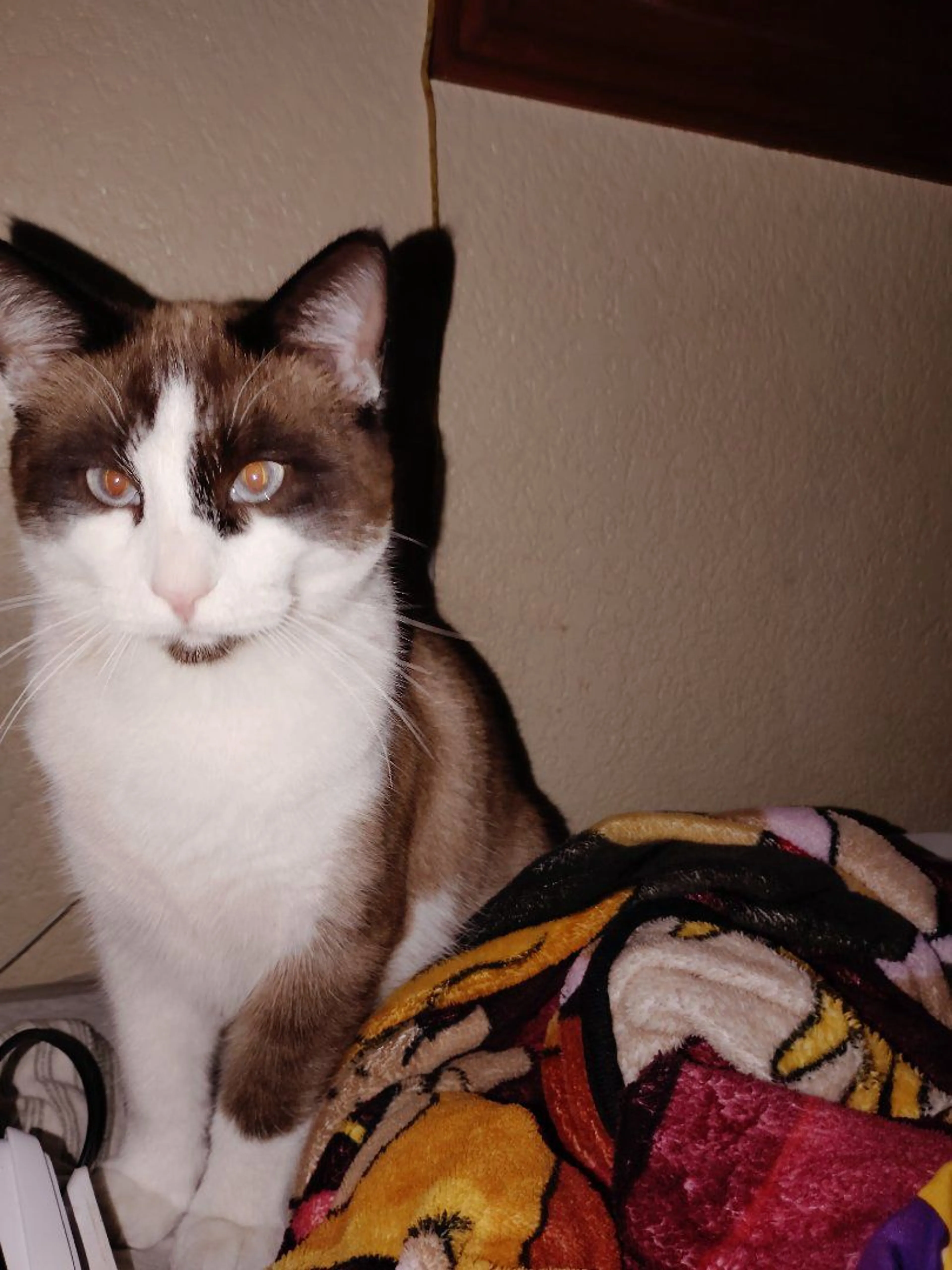 Lost pet