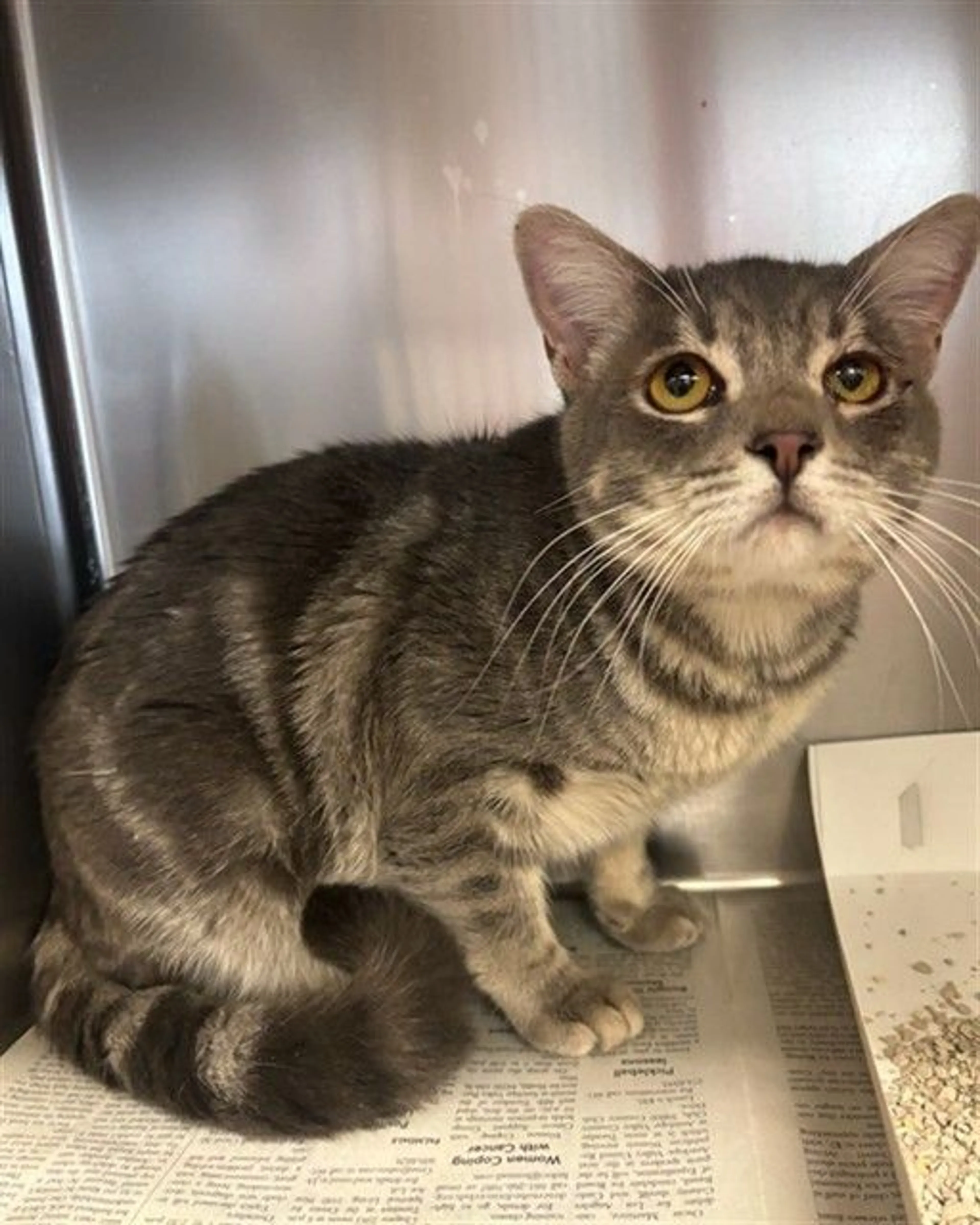 Found pet
