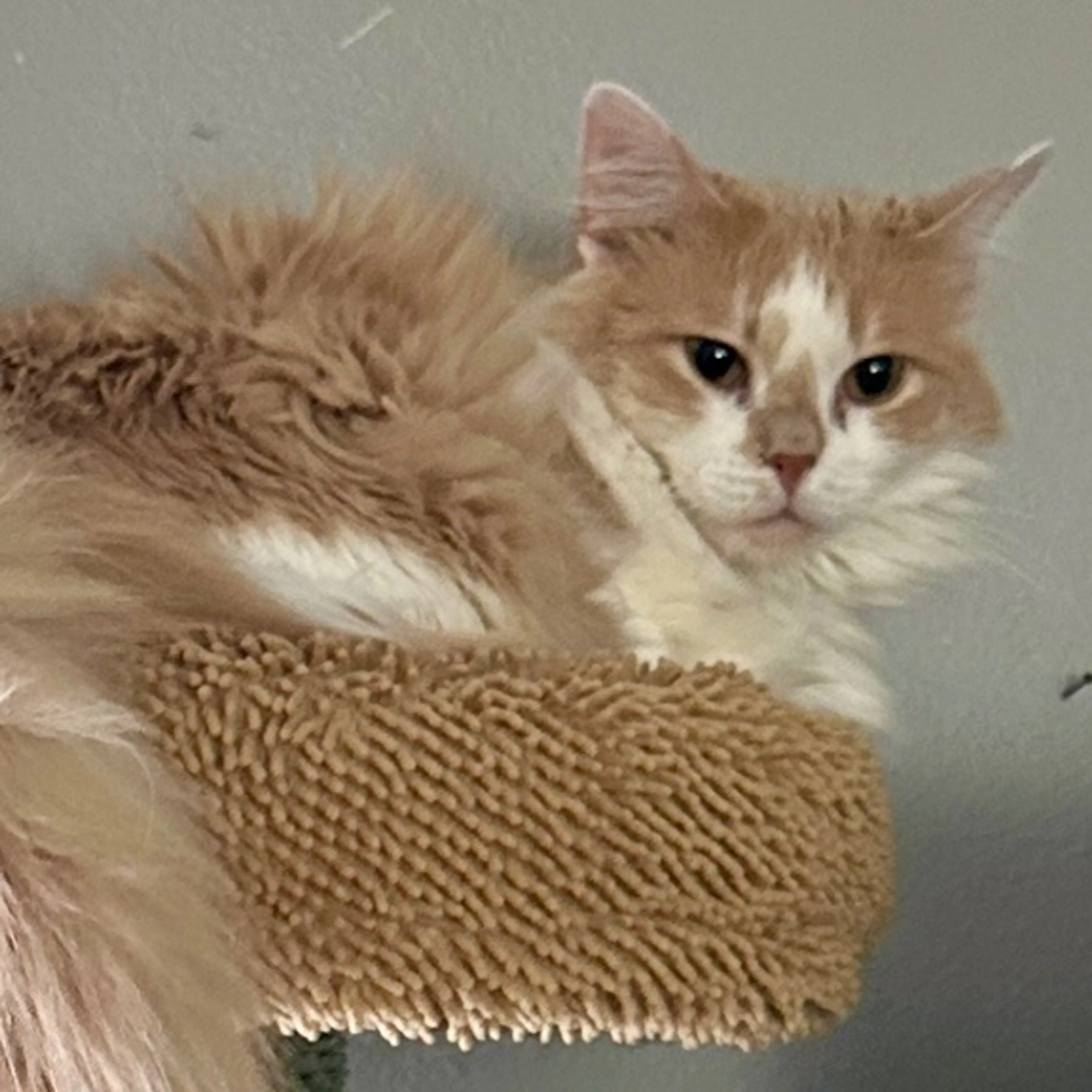 Lost pet