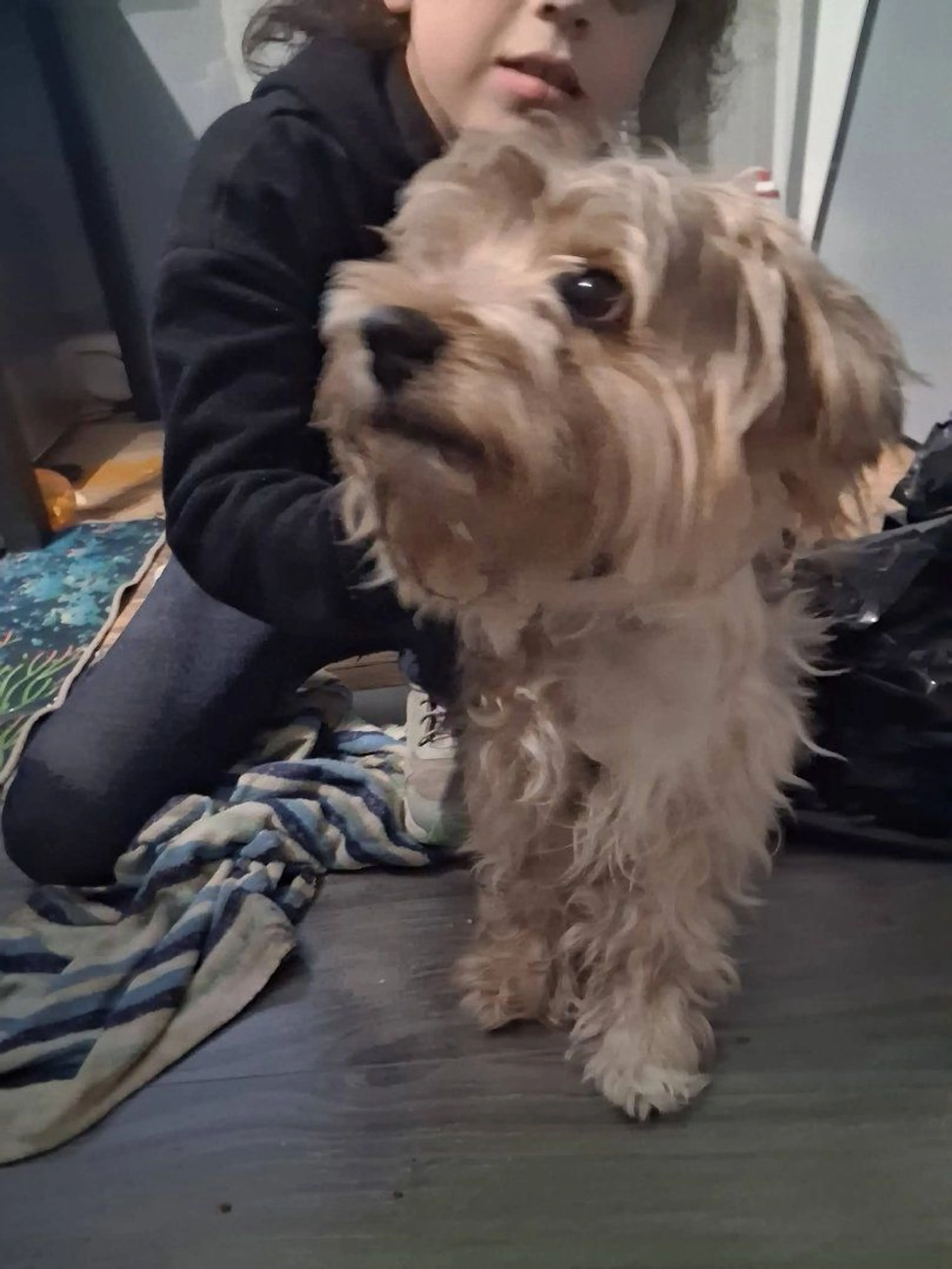 Lost pet-1