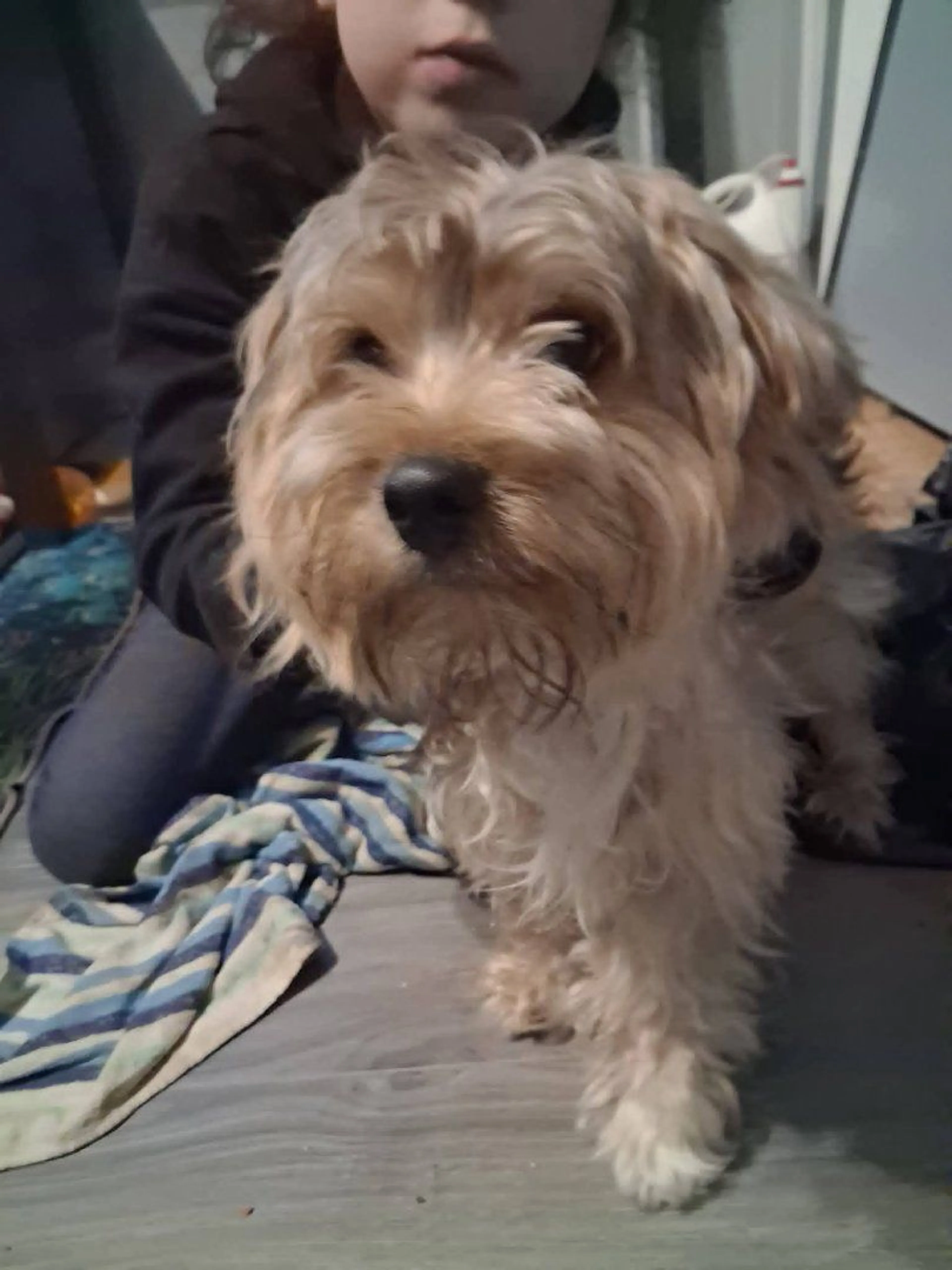 Lost pet-0