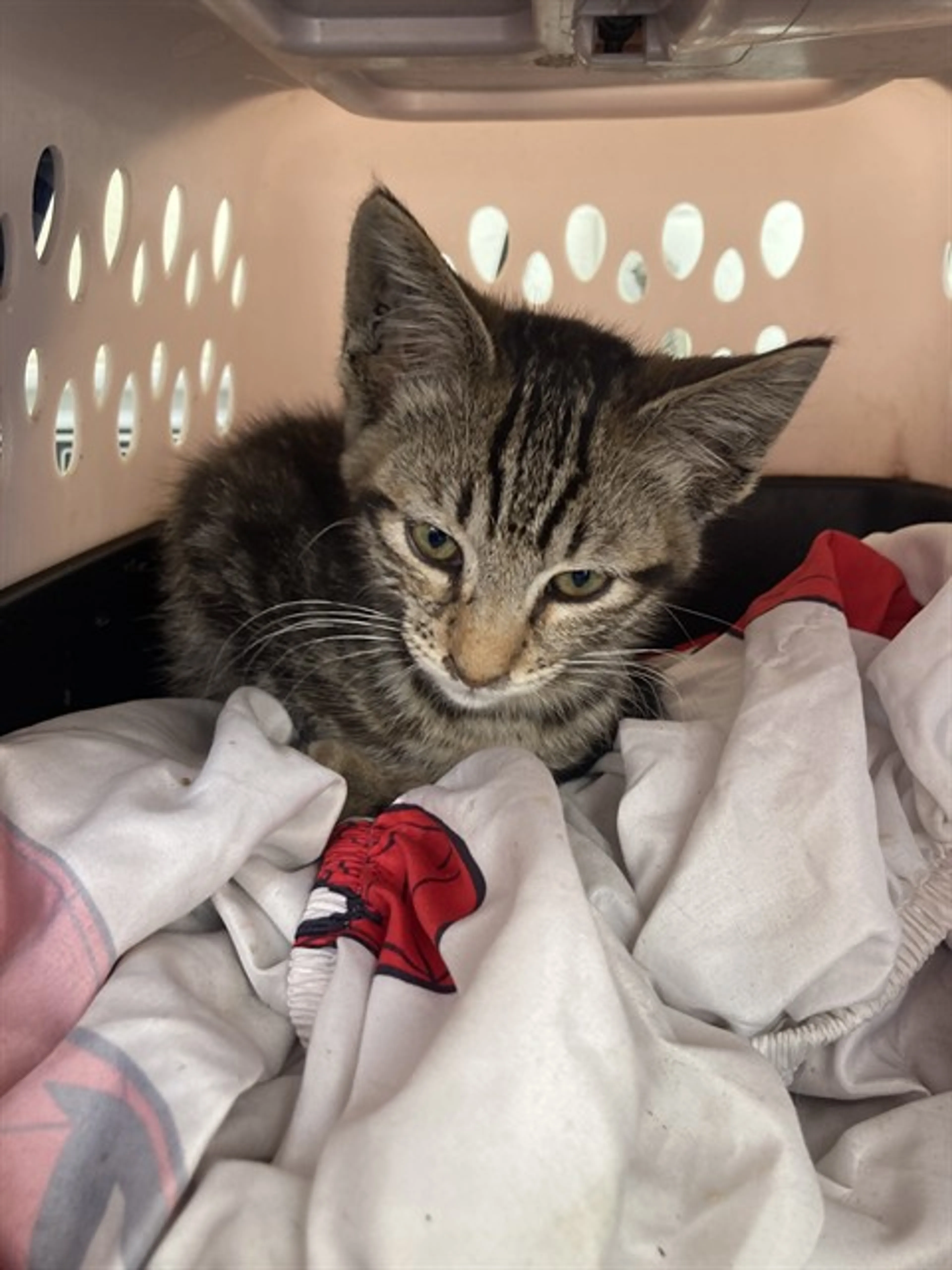 Found pet
