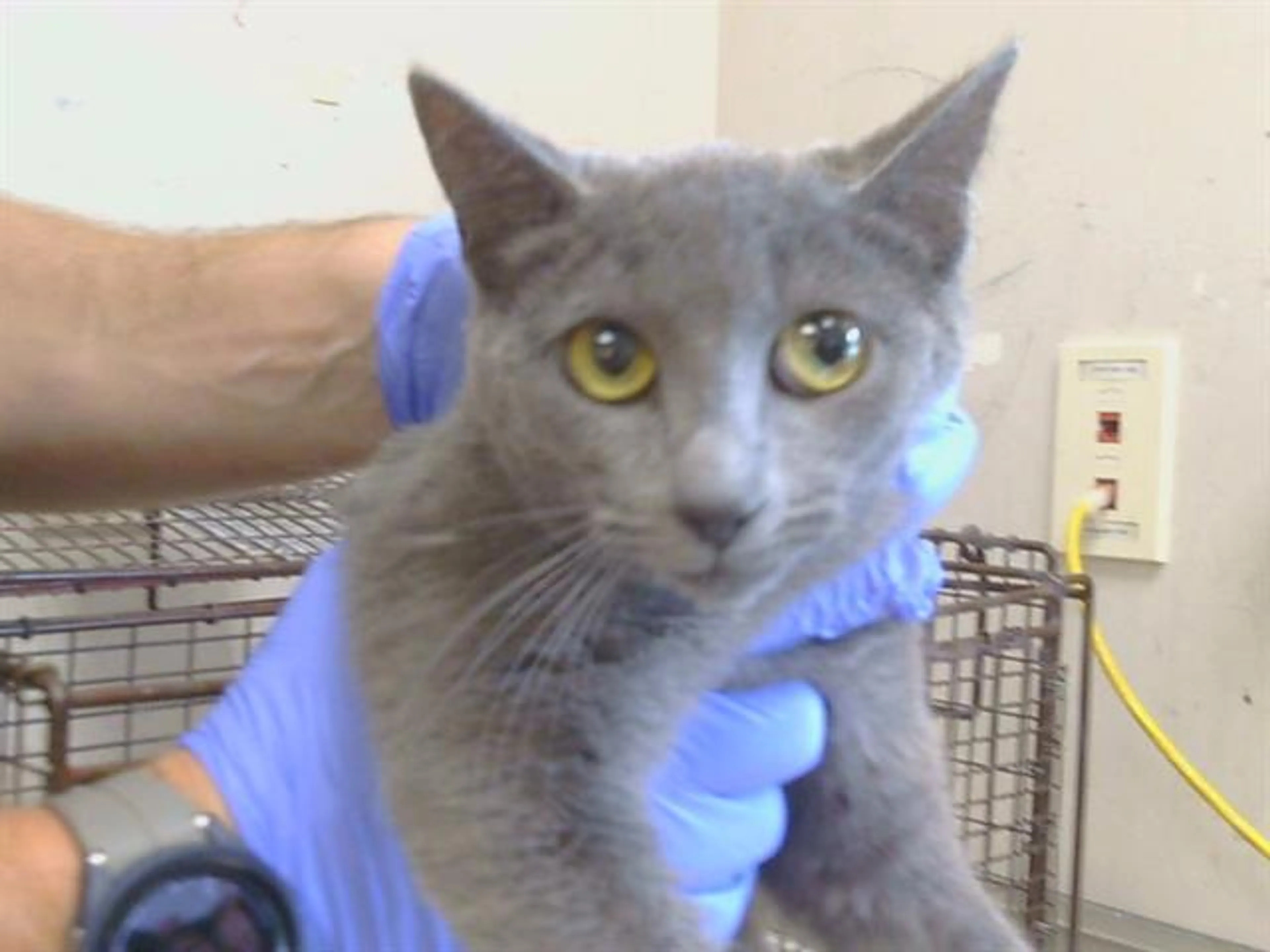 Found pet