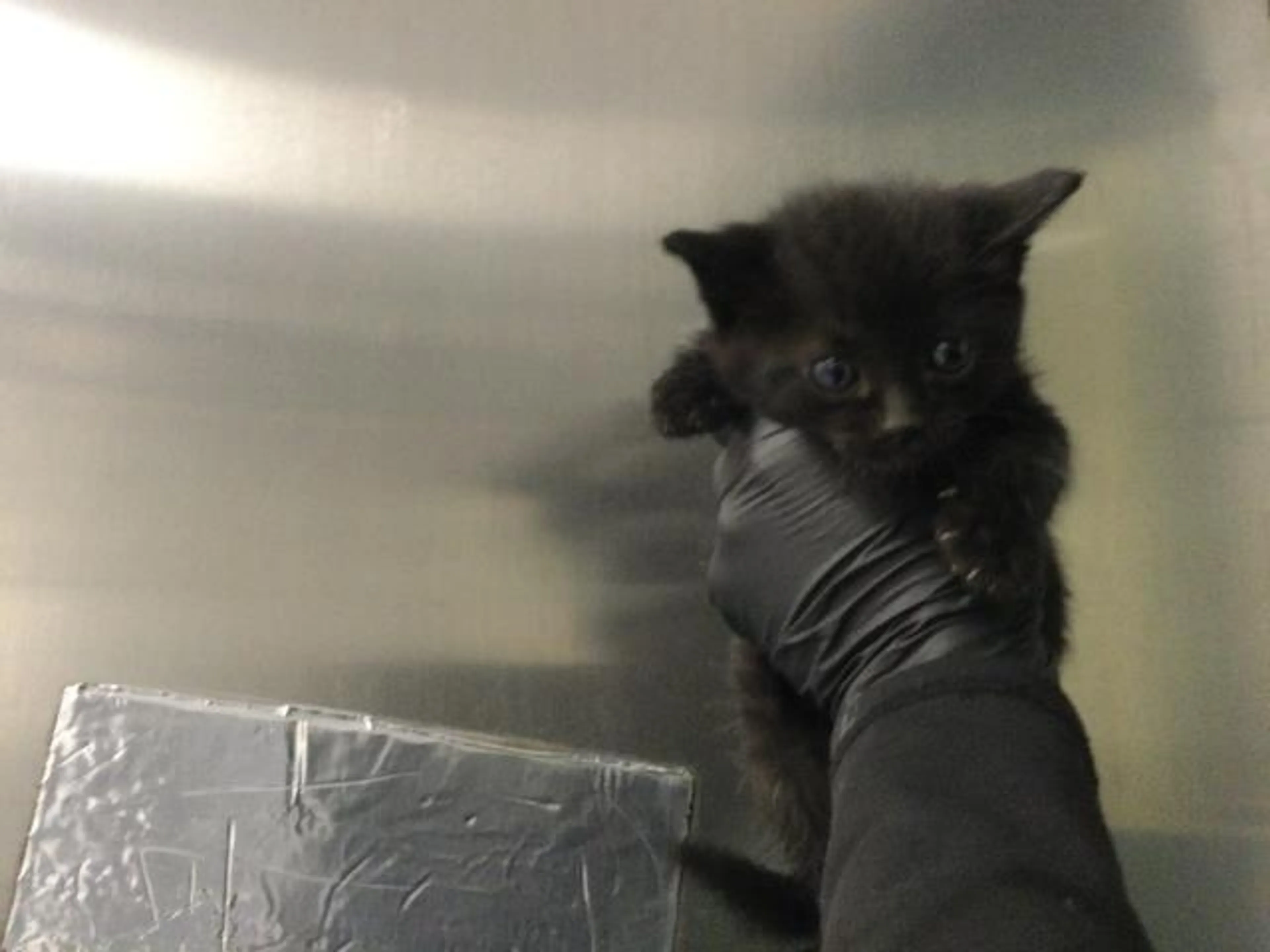 Found pet
