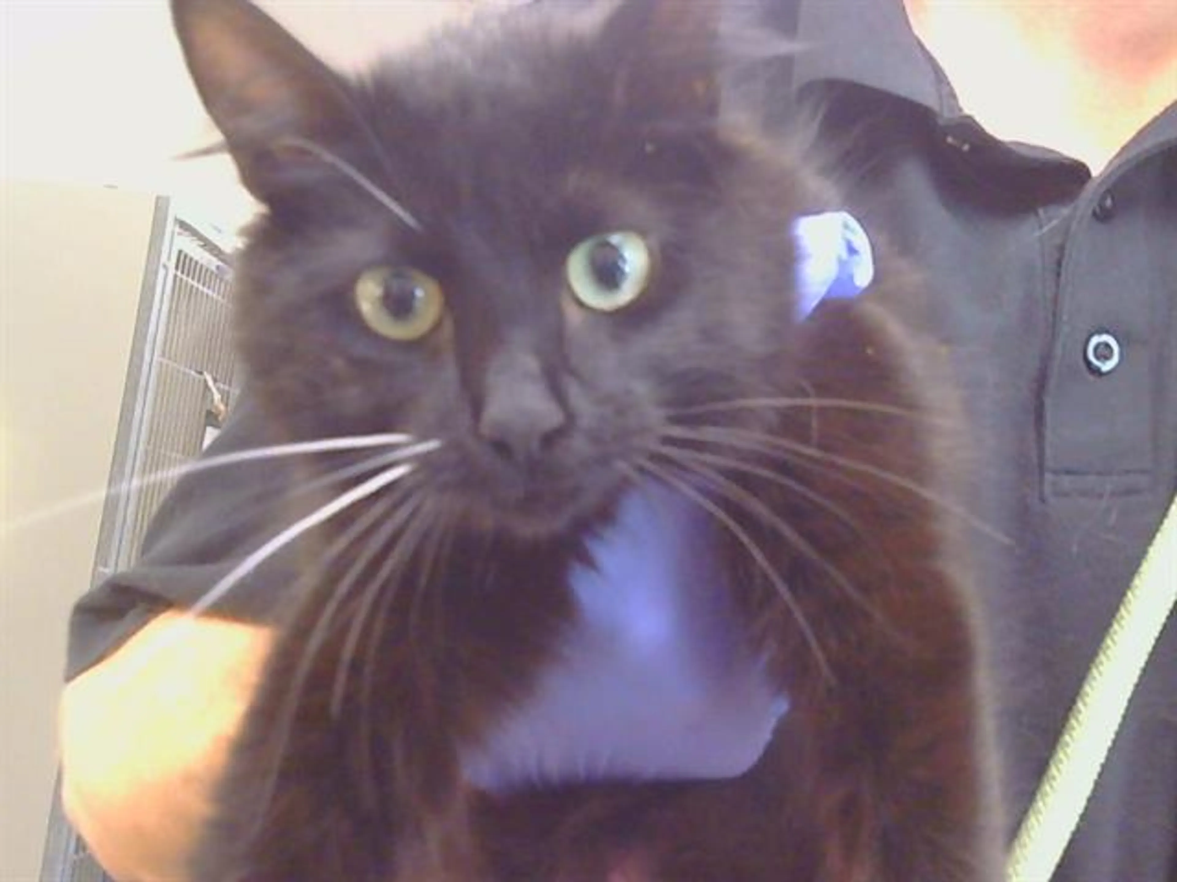 Found pet
