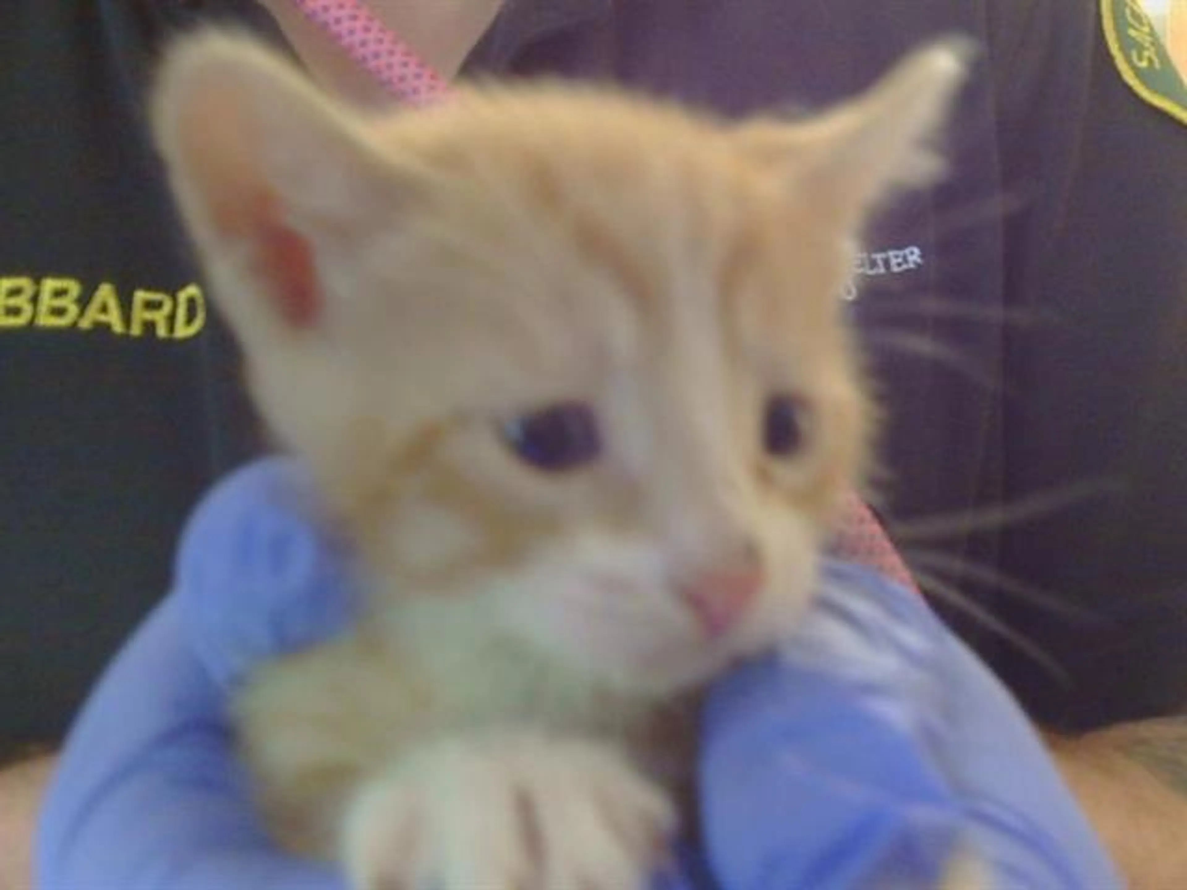 Found pet