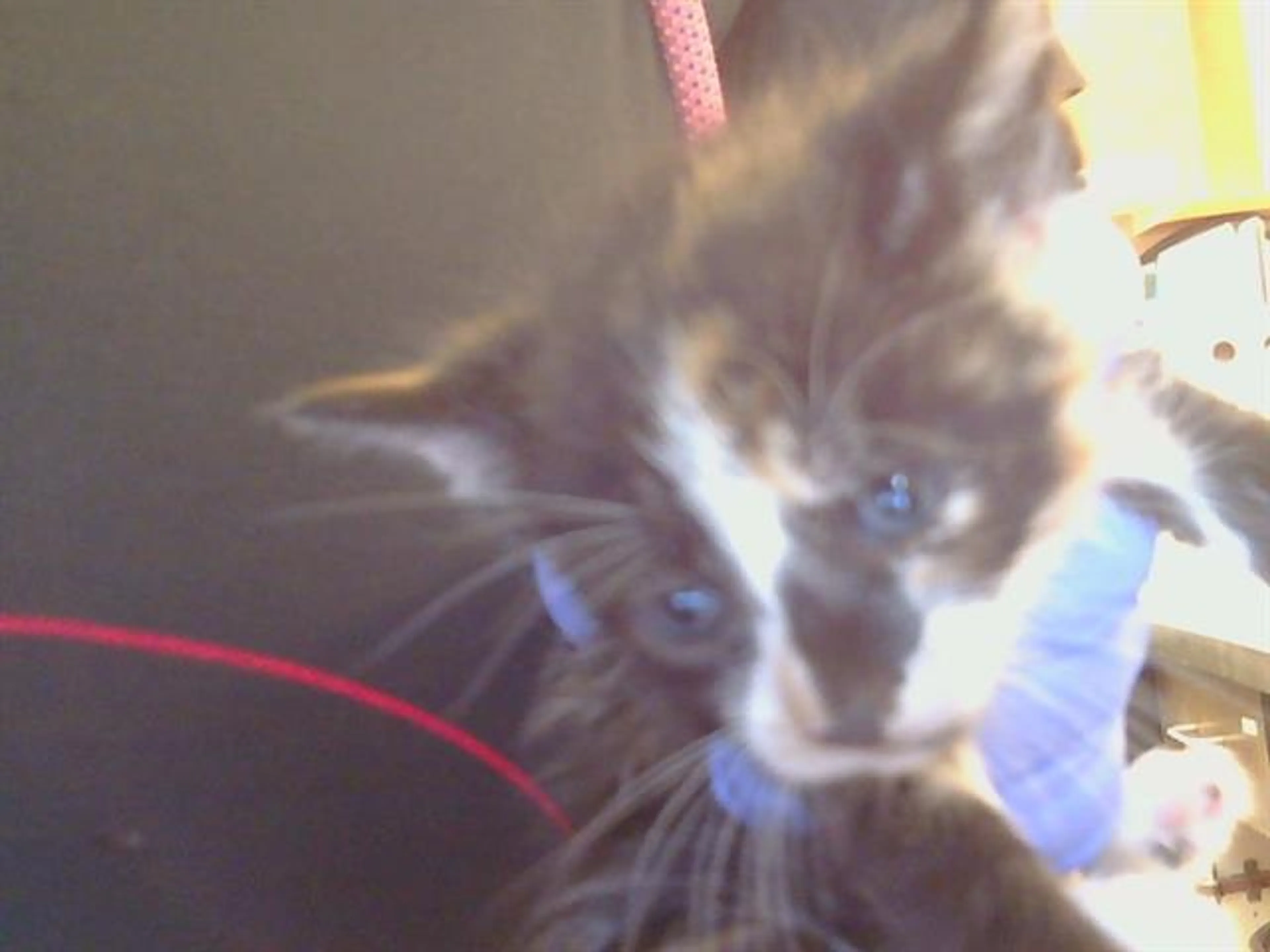 Found pet