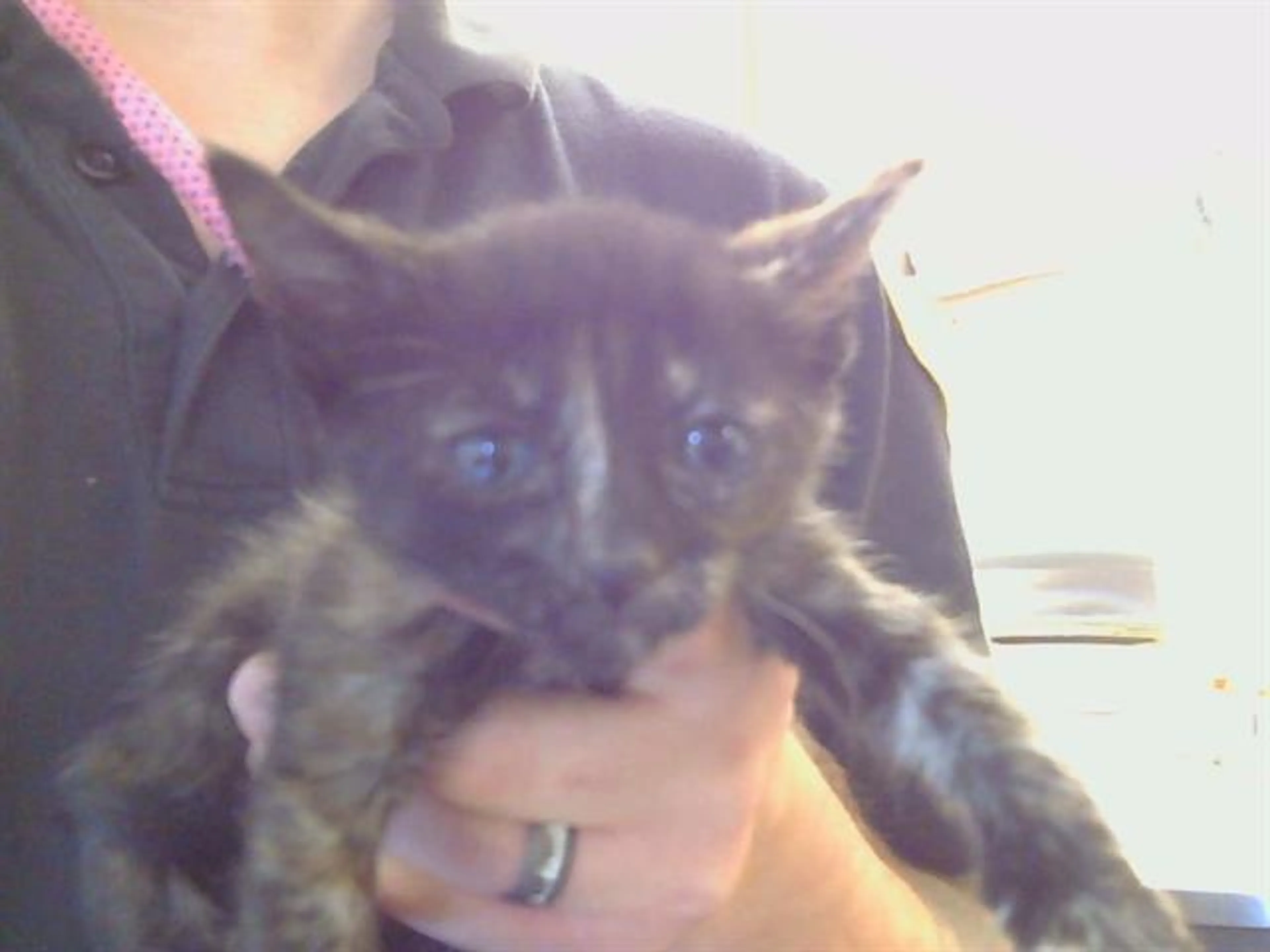 Found pet